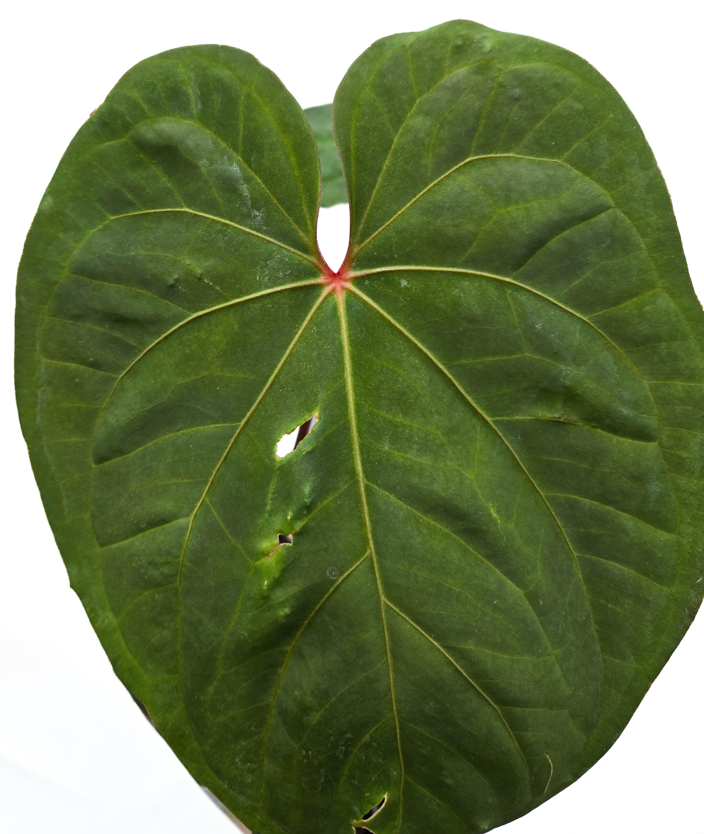 Anthurium  'Circus Peanuts' x 'Hoffmannii X' (CS43)