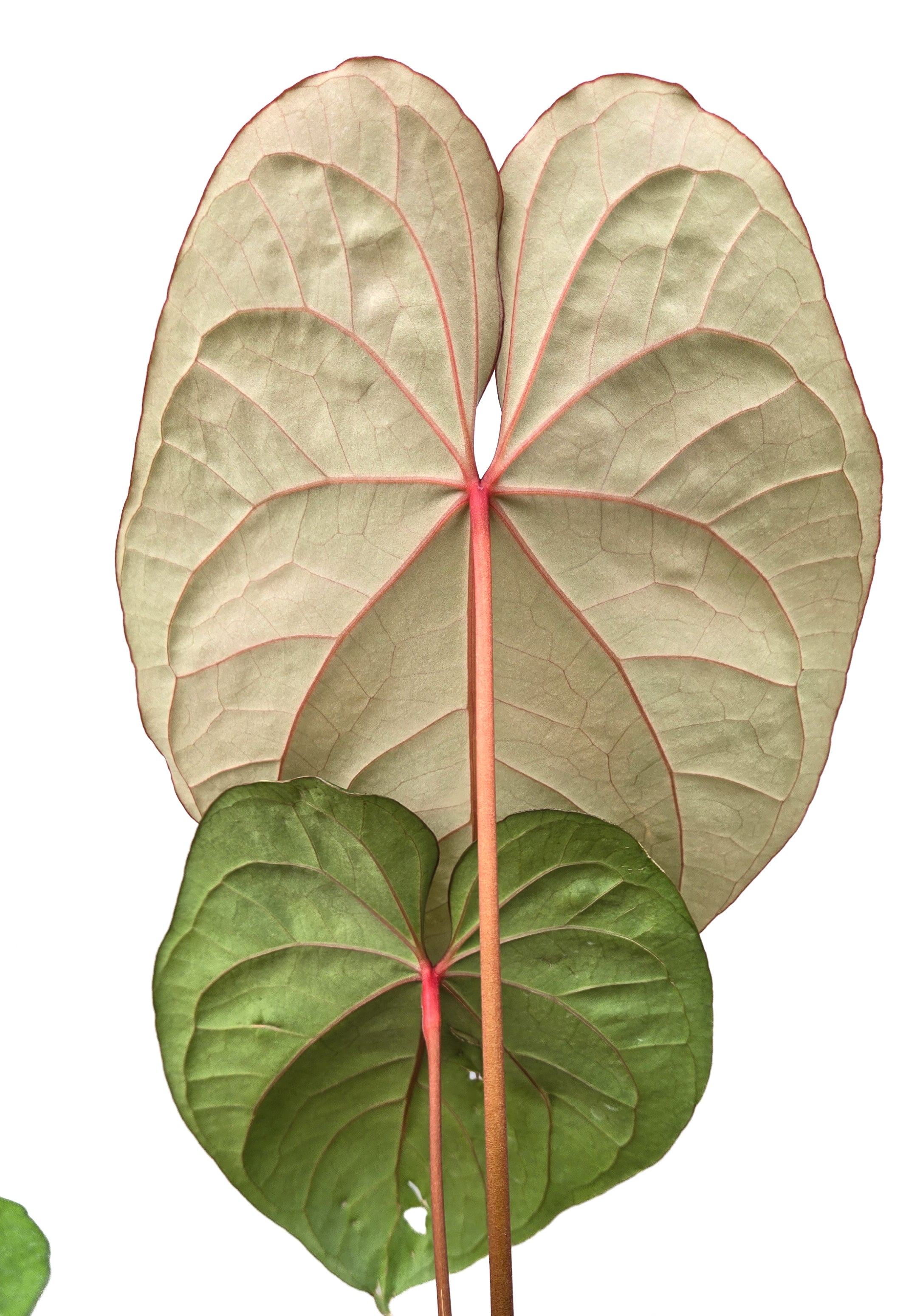 Anthurium  'Circus Peanuts' x 'Hoffmannii X' (CS43)