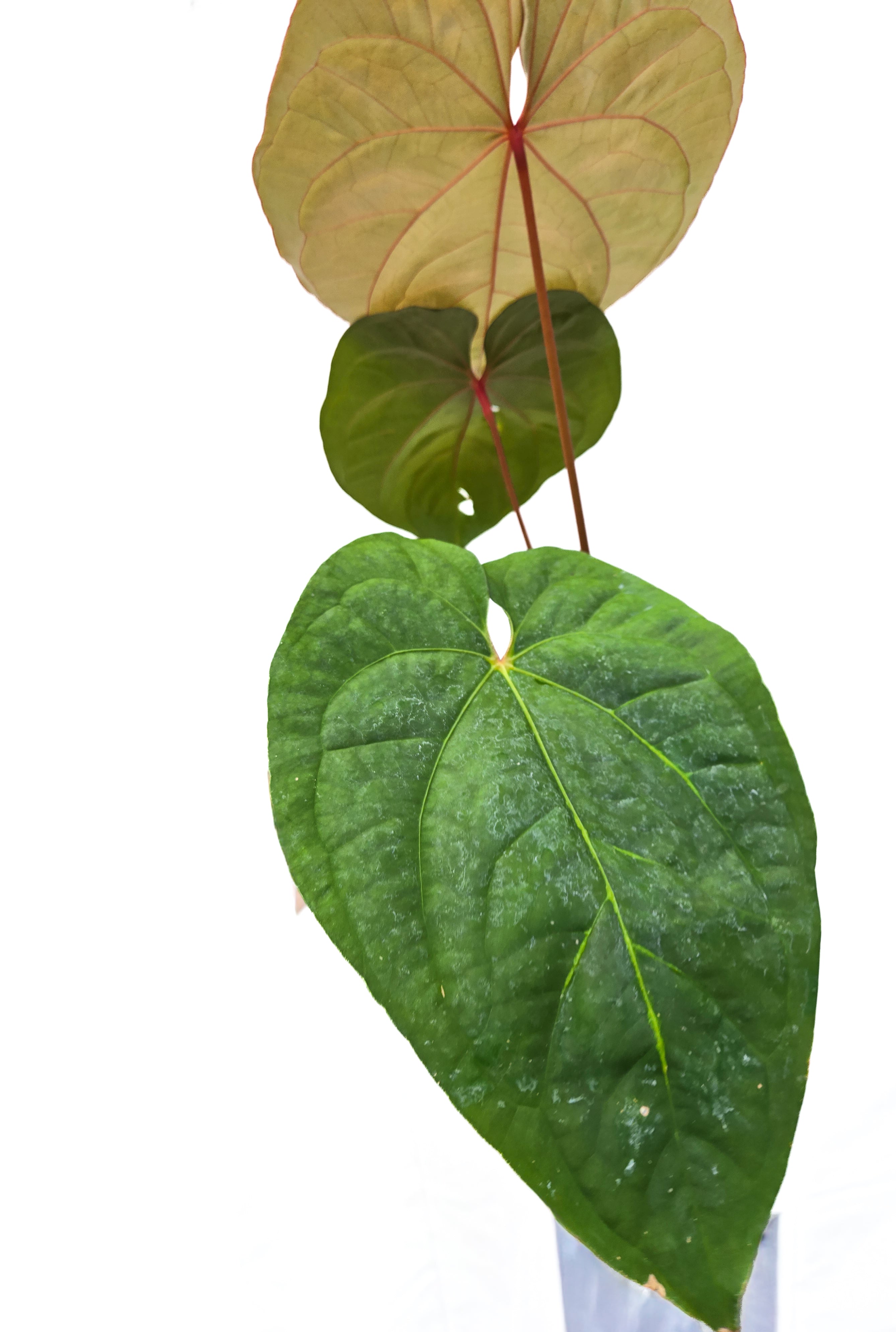 Anthurium  'Circus Peanuts' x 'Hoffmannii X' (CS43)