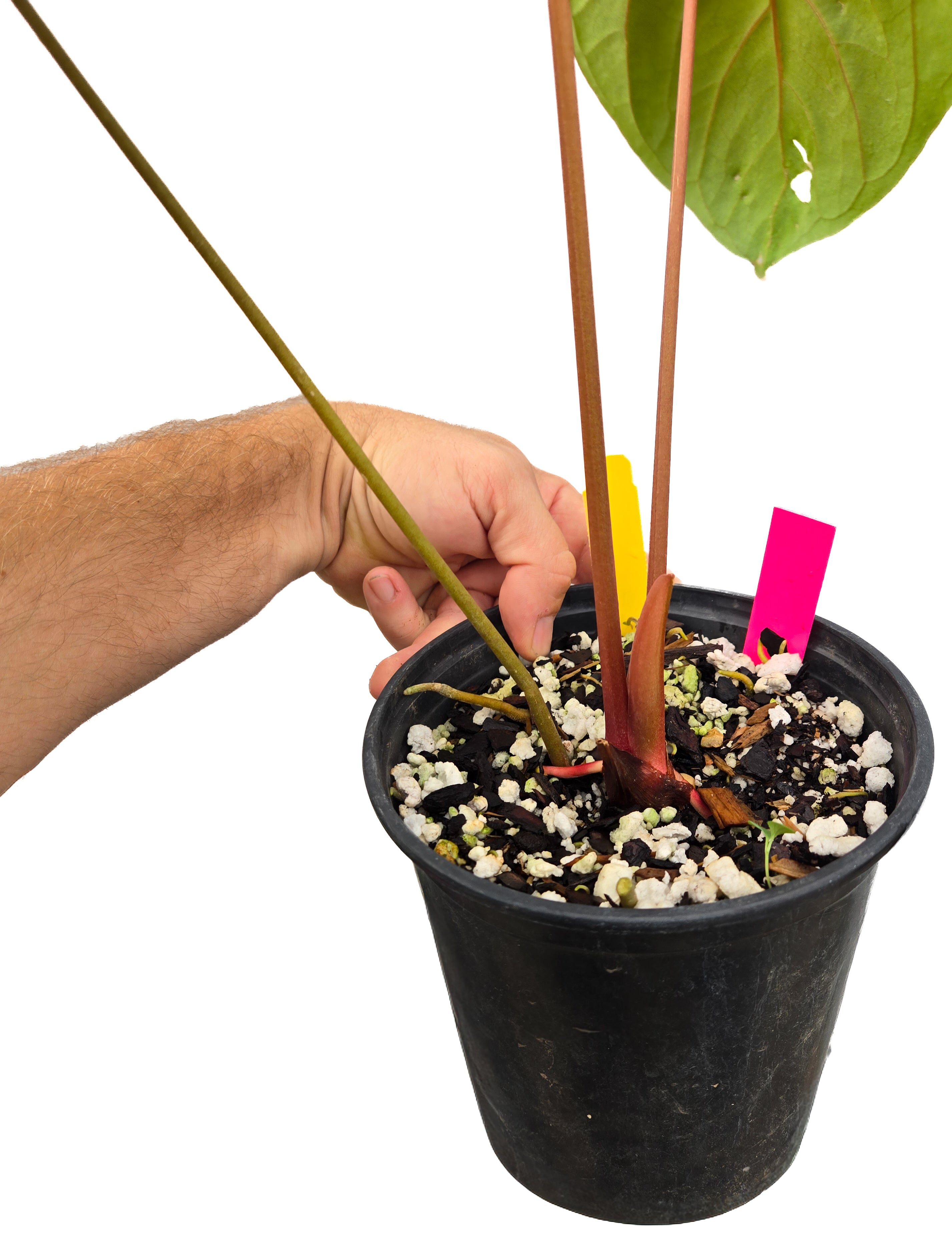 Anthurium  'Circus Peanuts' x 'Hoffmannii X' (CS43)
