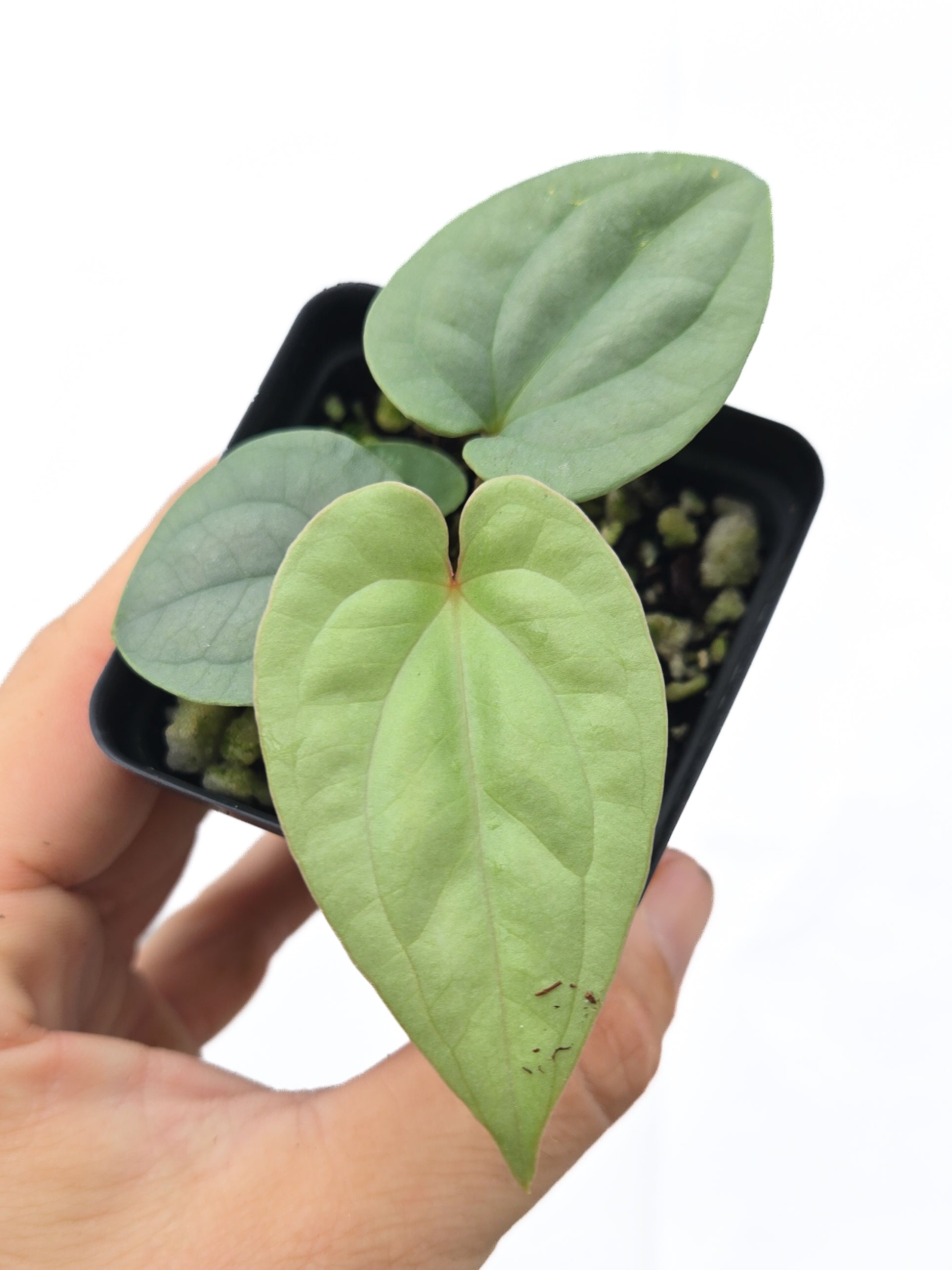 Anthurium  'Luxurians' x sp. Silver Peru (Cs44)