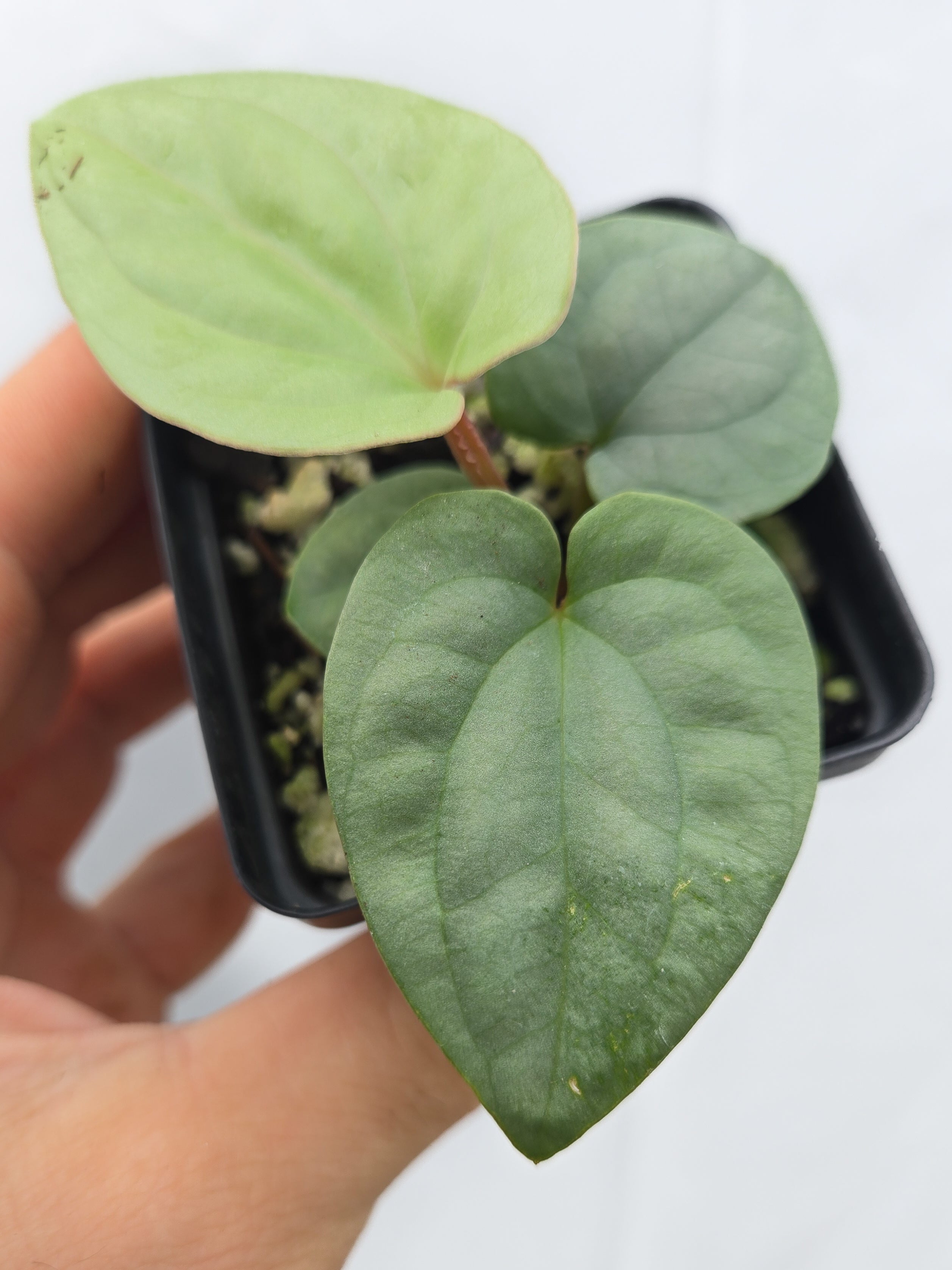 Anthurium  'Luxurians' x sp. Silver Peru (Cs44)