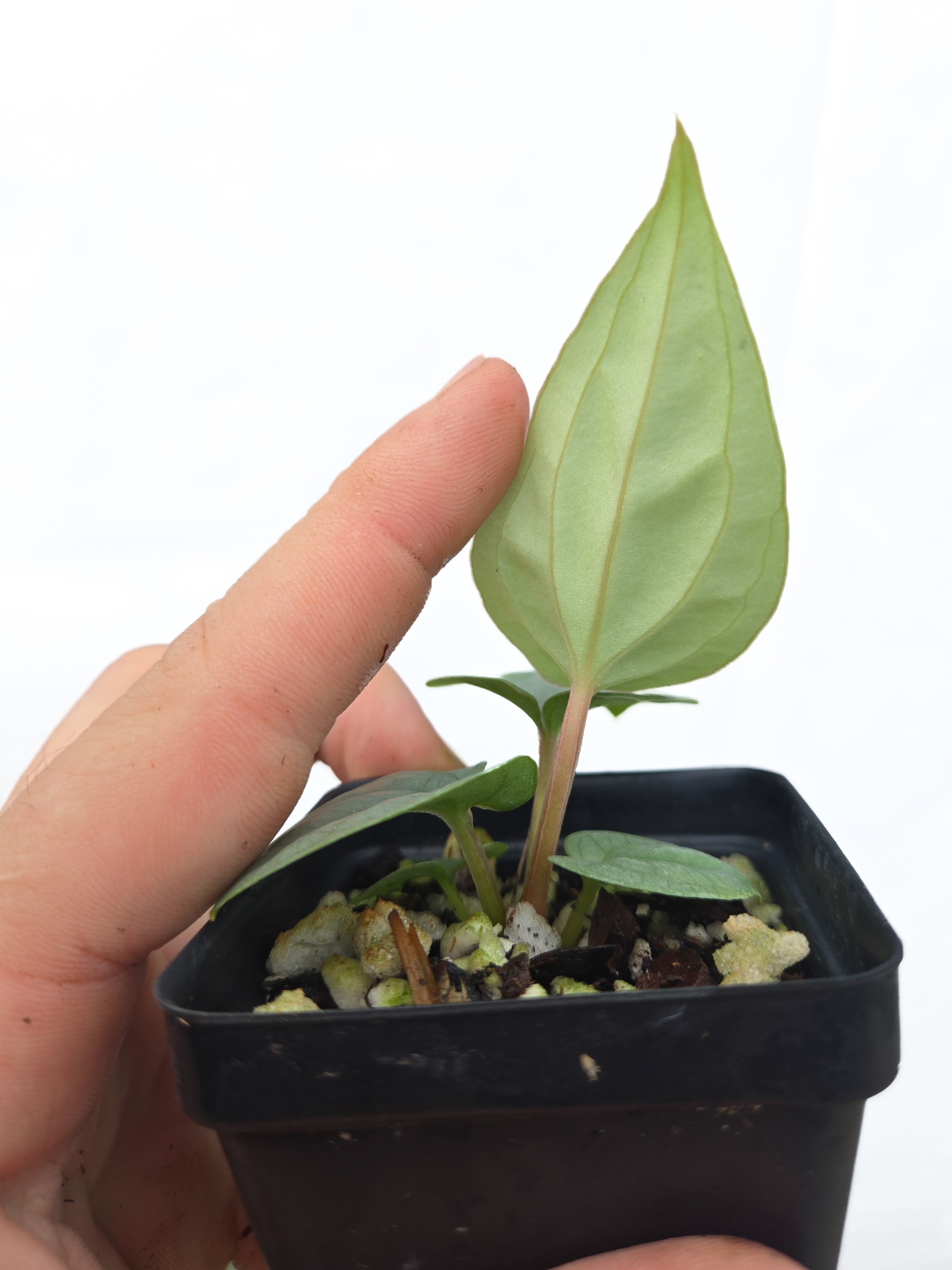 Anthurium  'Luxurians' x sp. Silver Peru (Cs44)