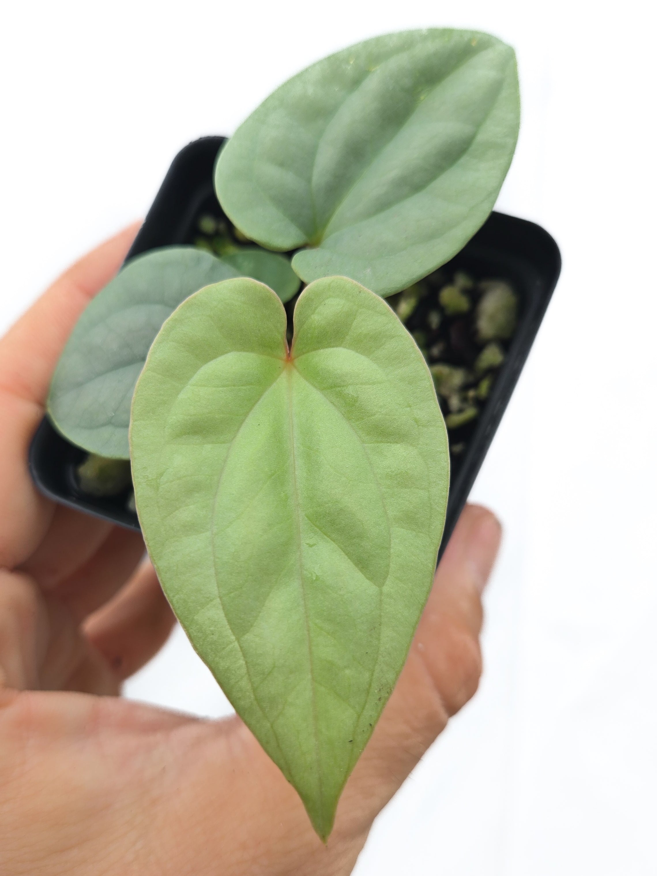 Anthurium  'Luxurians' x sp. Silver Peru (Cs44)