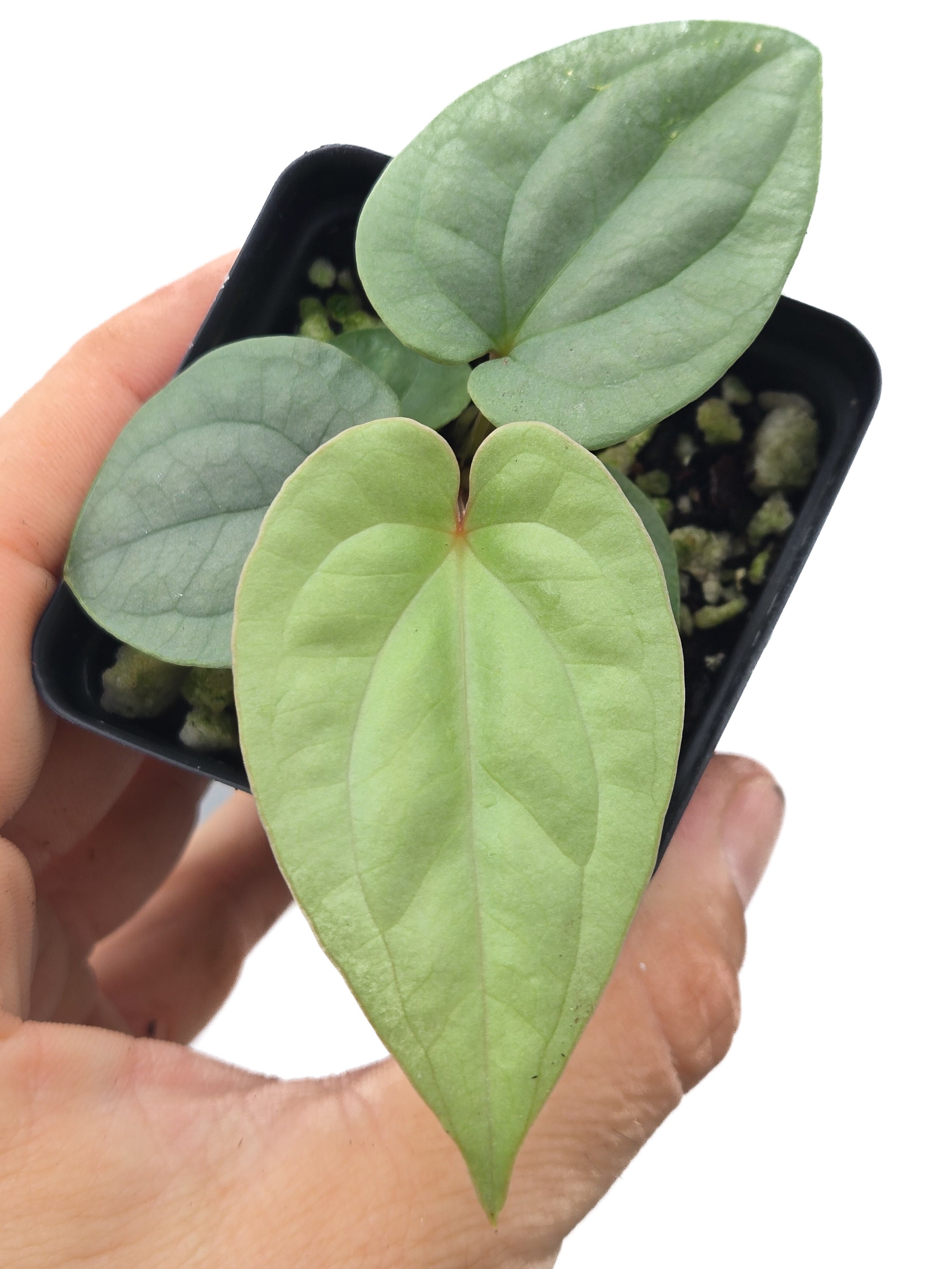 Anthurium  'Luxurians' x sp. Silver Peru (Cs44)