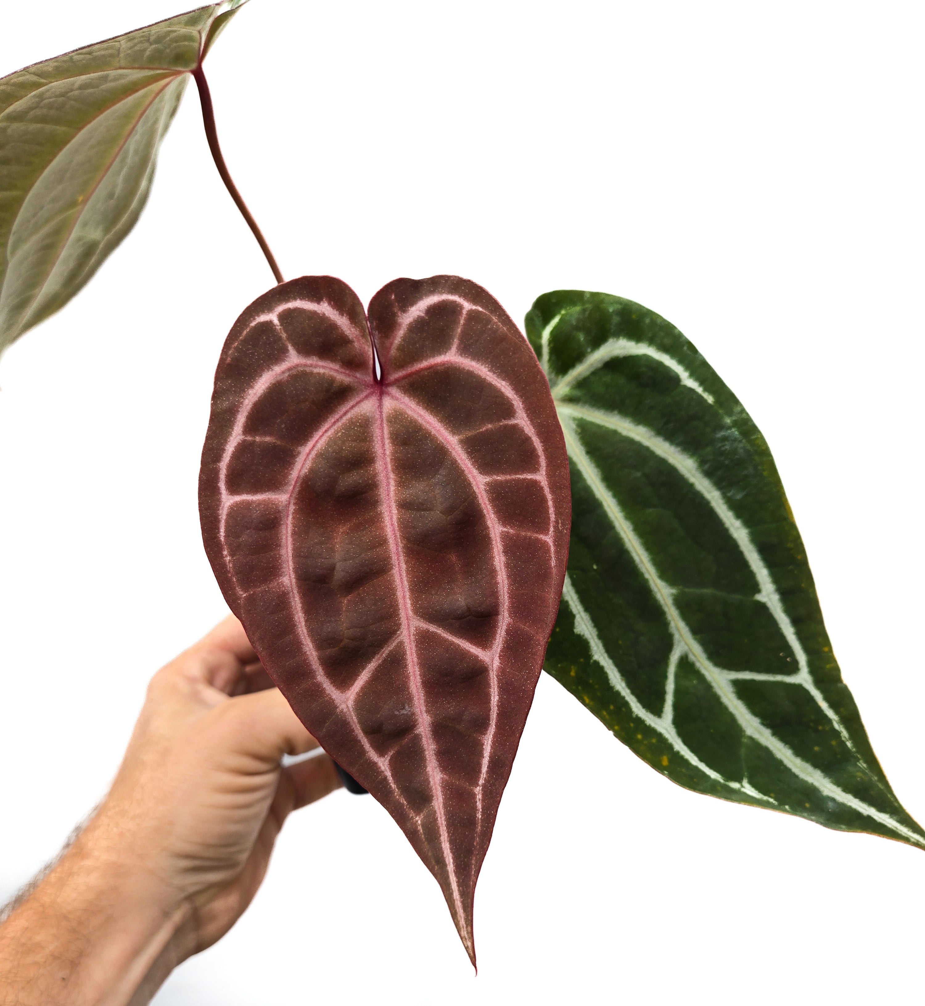 Anthurium 'Swampmannii Purple' x 'Doc Block Purple F2' (CS45)