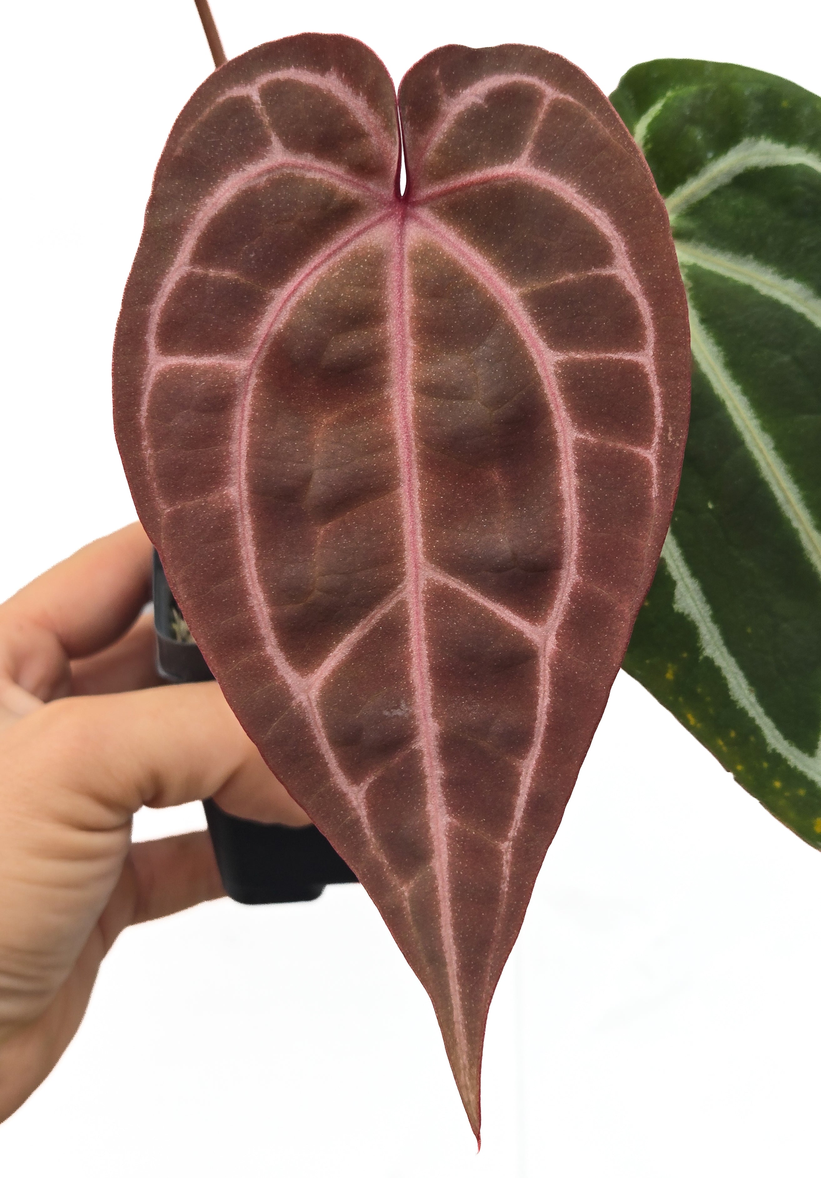 Anthurium 'Swampmannii Purple' x 'Doc Block Purple F2' (CS45)