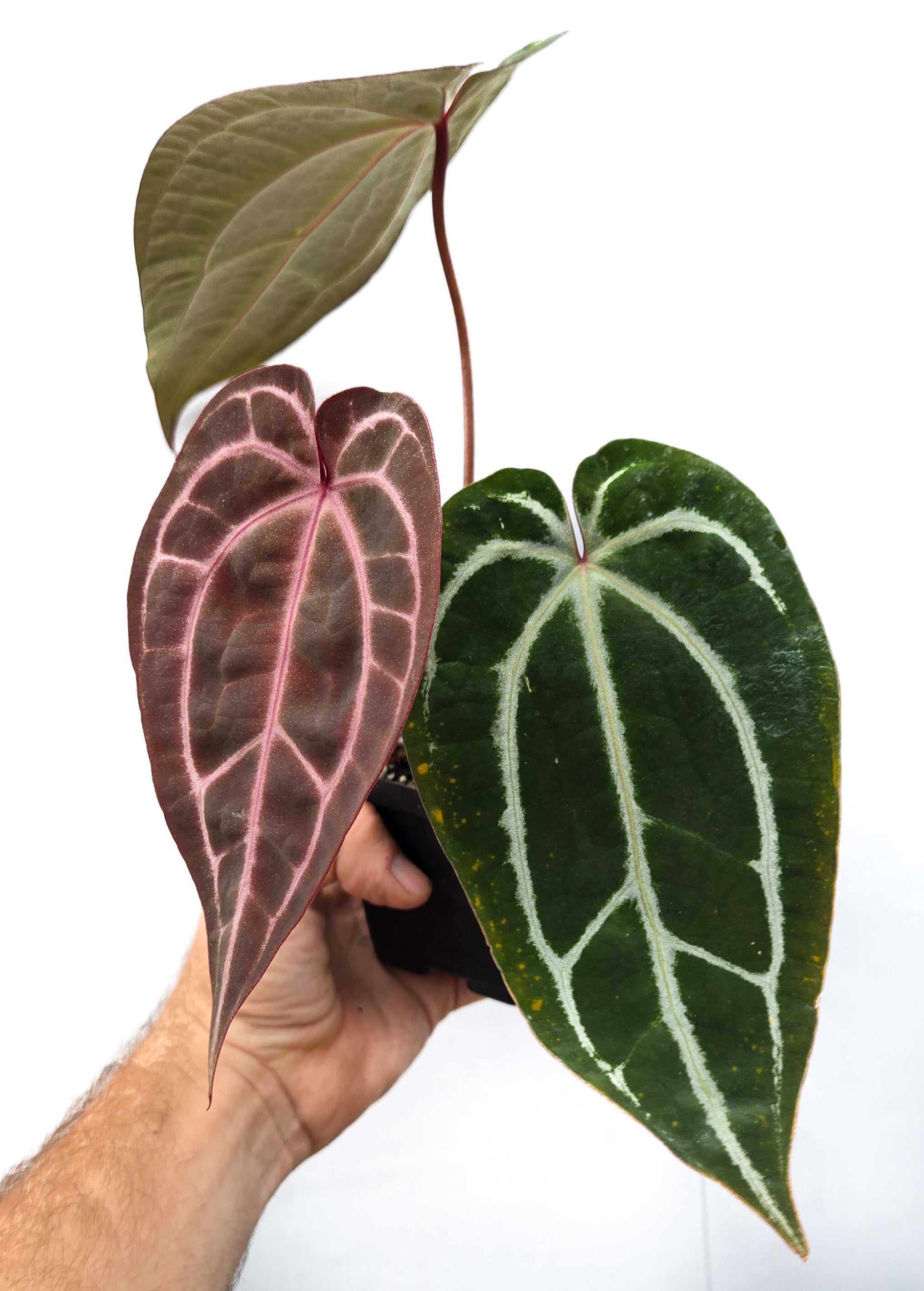 Anthurium 'Swampmannii Purple' x 'Doc Block Purple F2' (CS45)