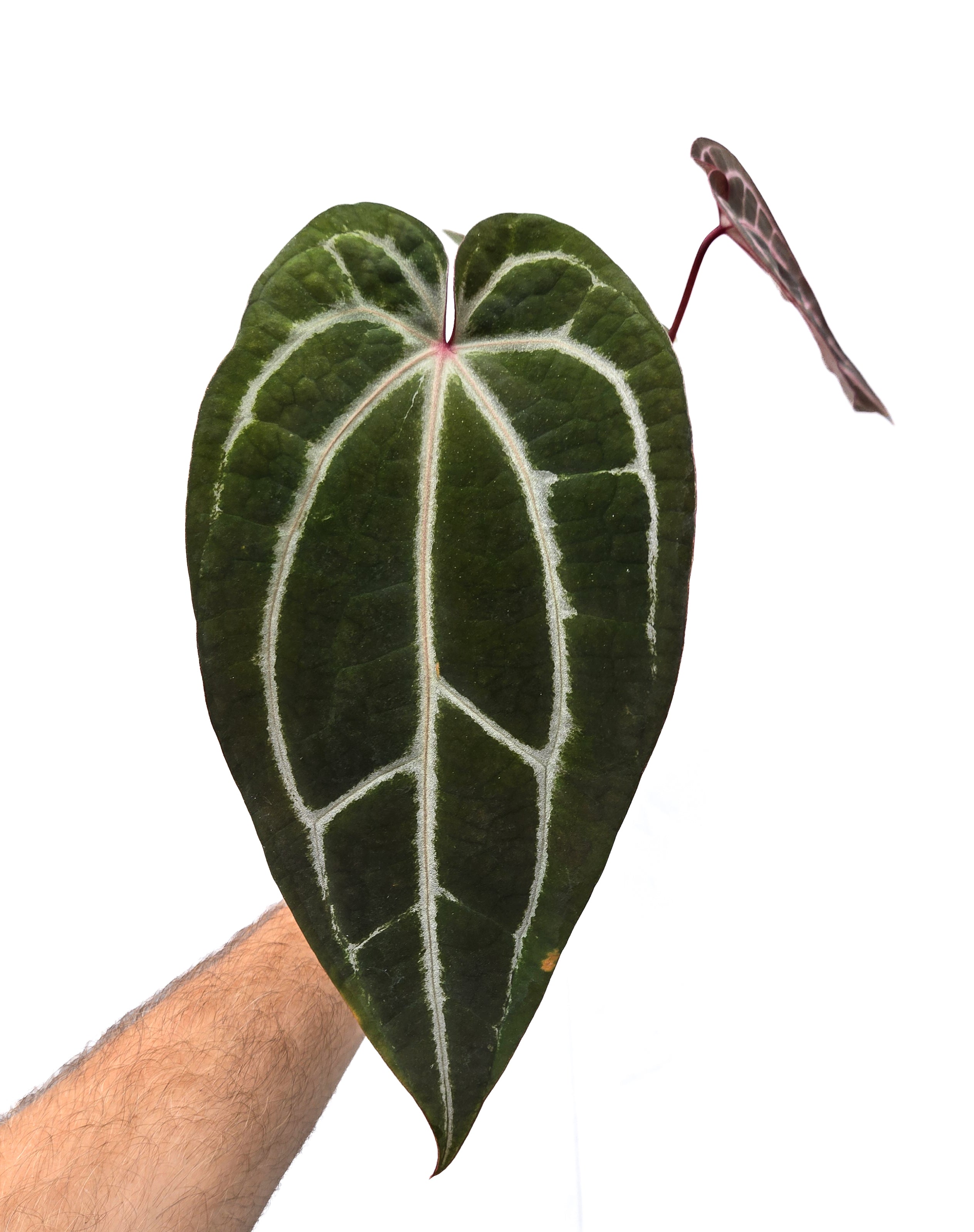 Anthurium 'Swampmannii Purple' x 'Doc Block Purple F2' (CS45)