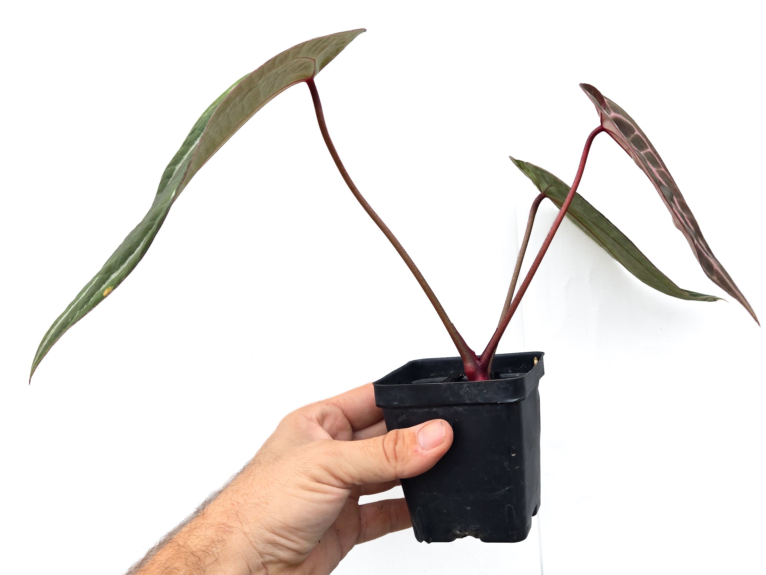 Anthurium 'Swampmannii Purple' x 'Doc Block Purple F2' (CS45)