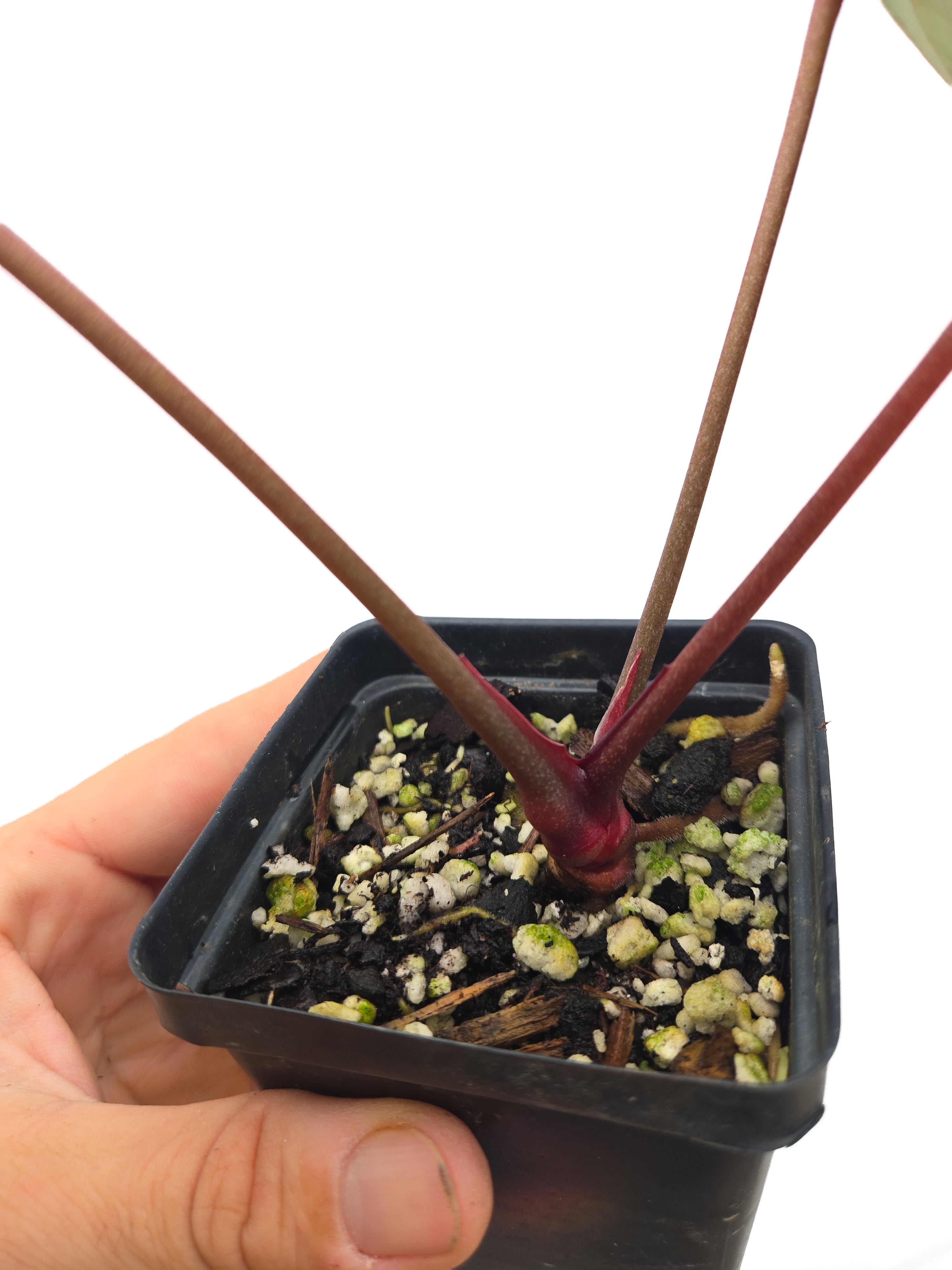 Anthurium 'Swampmannii Purple' x 'Doc Block Purple F2' (CS45)
