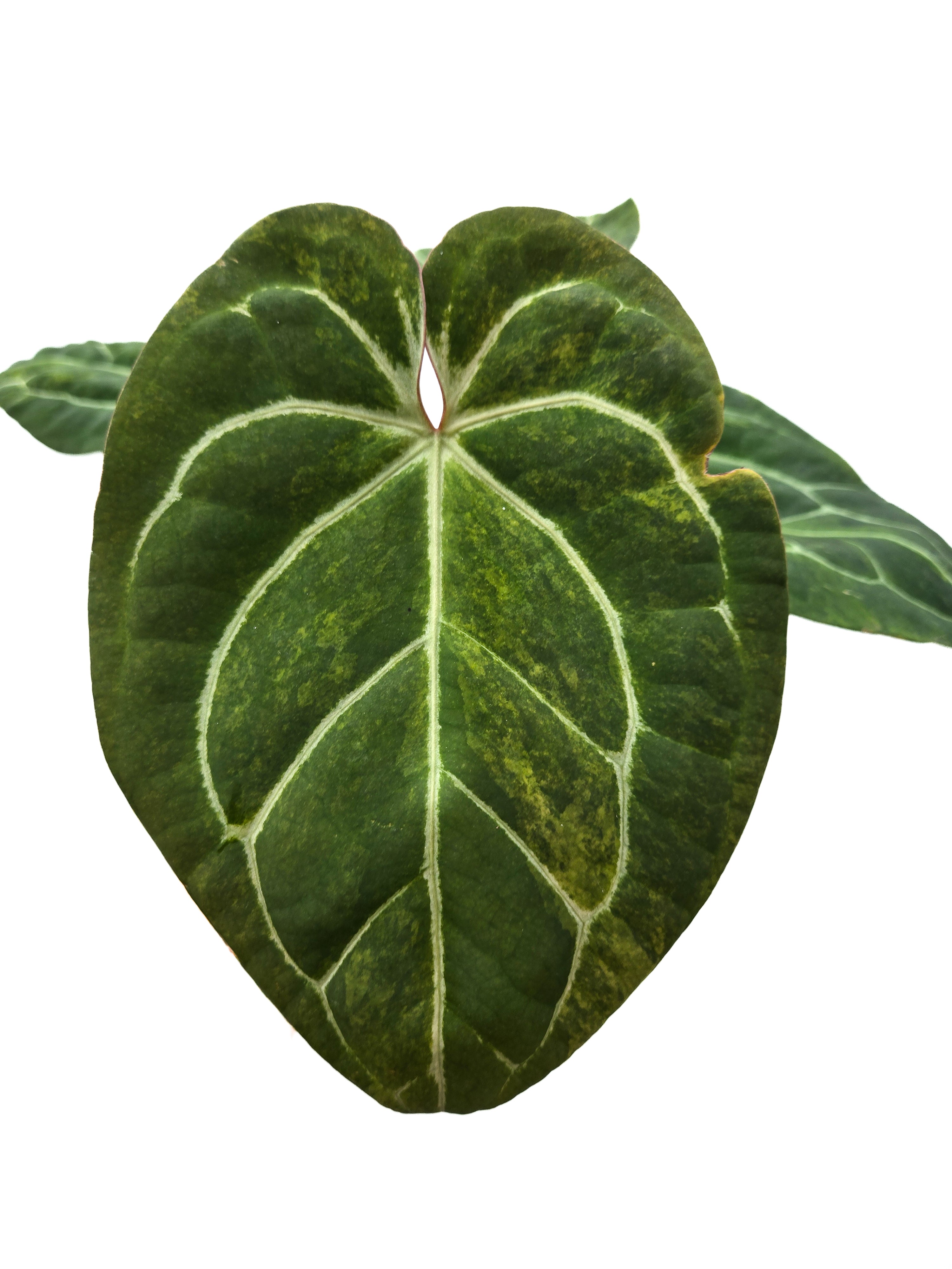 Anthurium  'Variegated Goldenchild F2' (CS46)