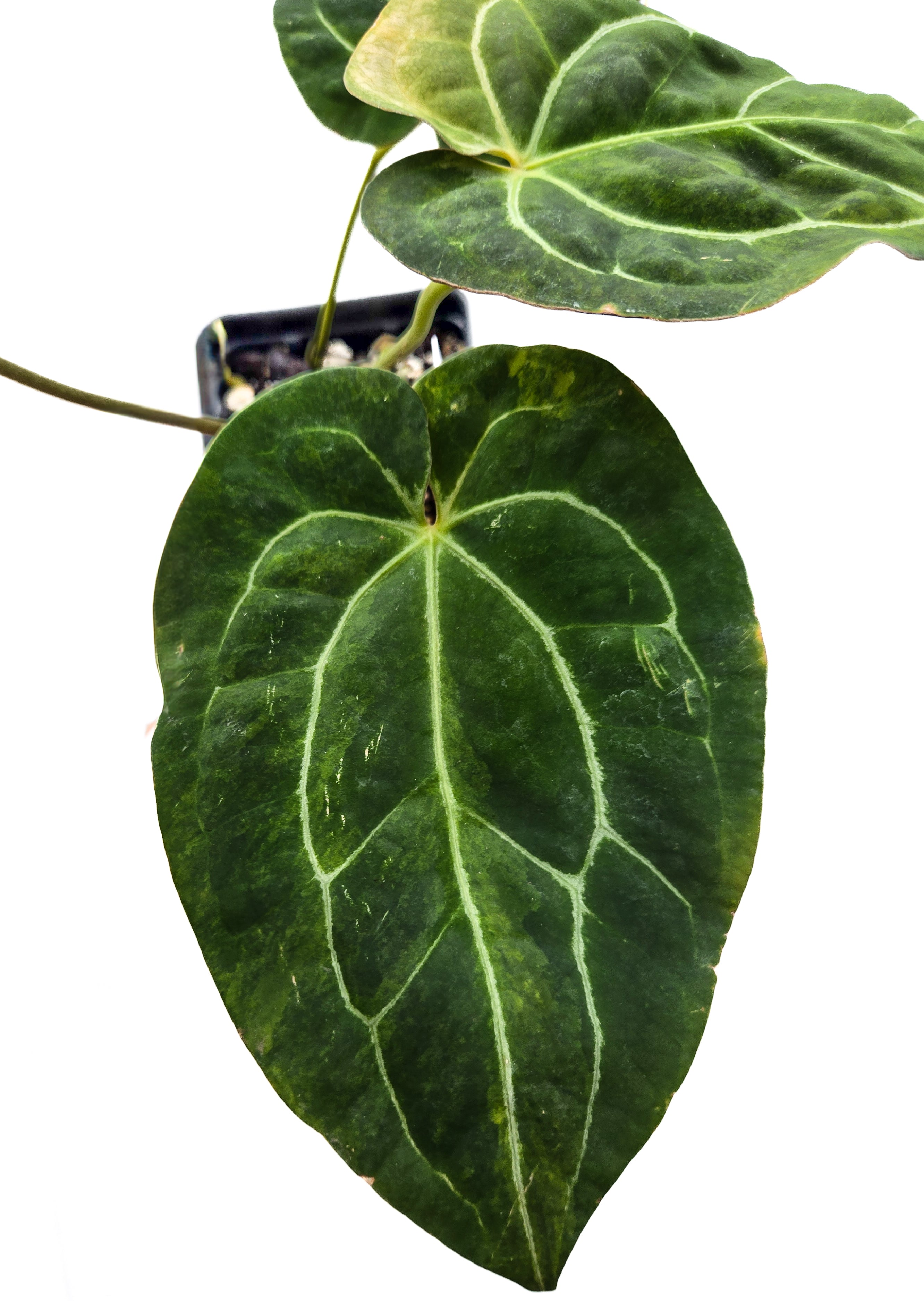 Anthurium  'Variegated Goldenchild F2' (CS46)