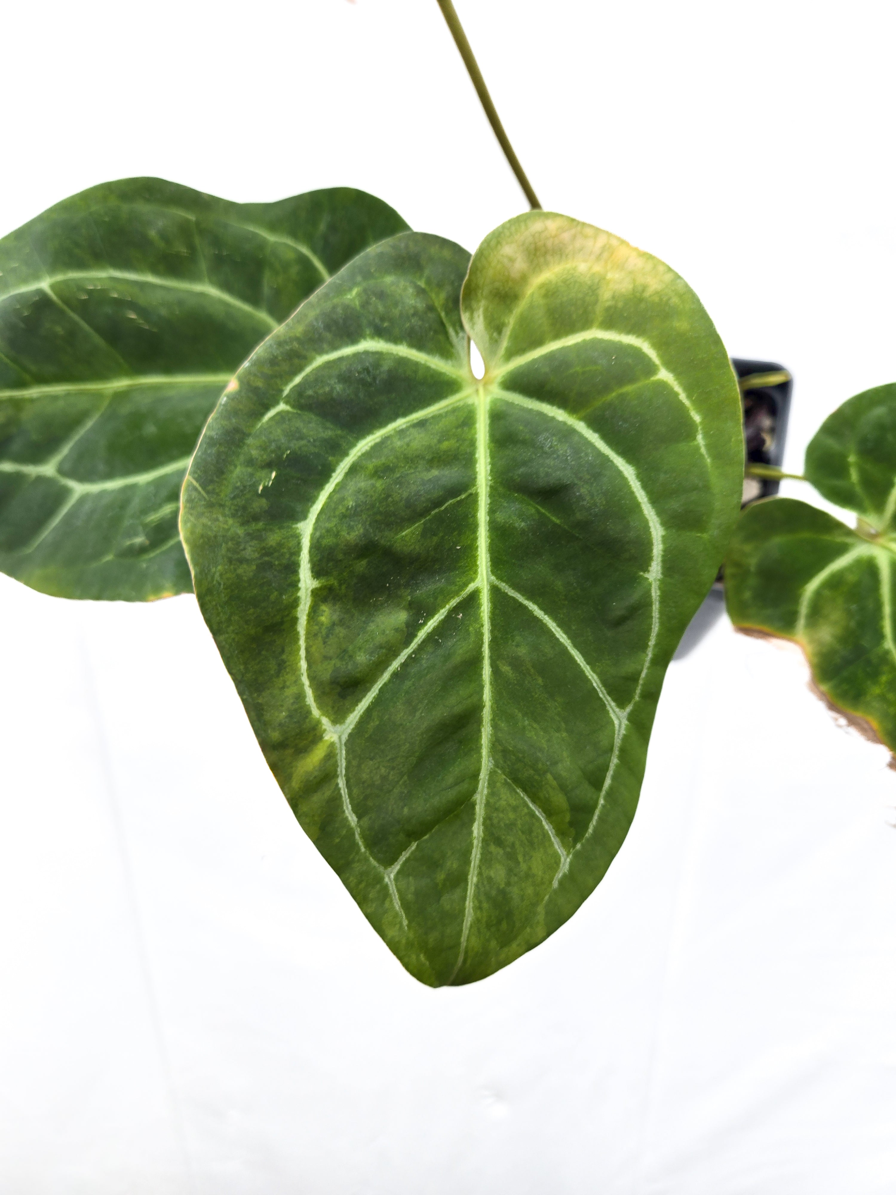 Anthurium  'Variegated Goldenchild F2' (CS46)