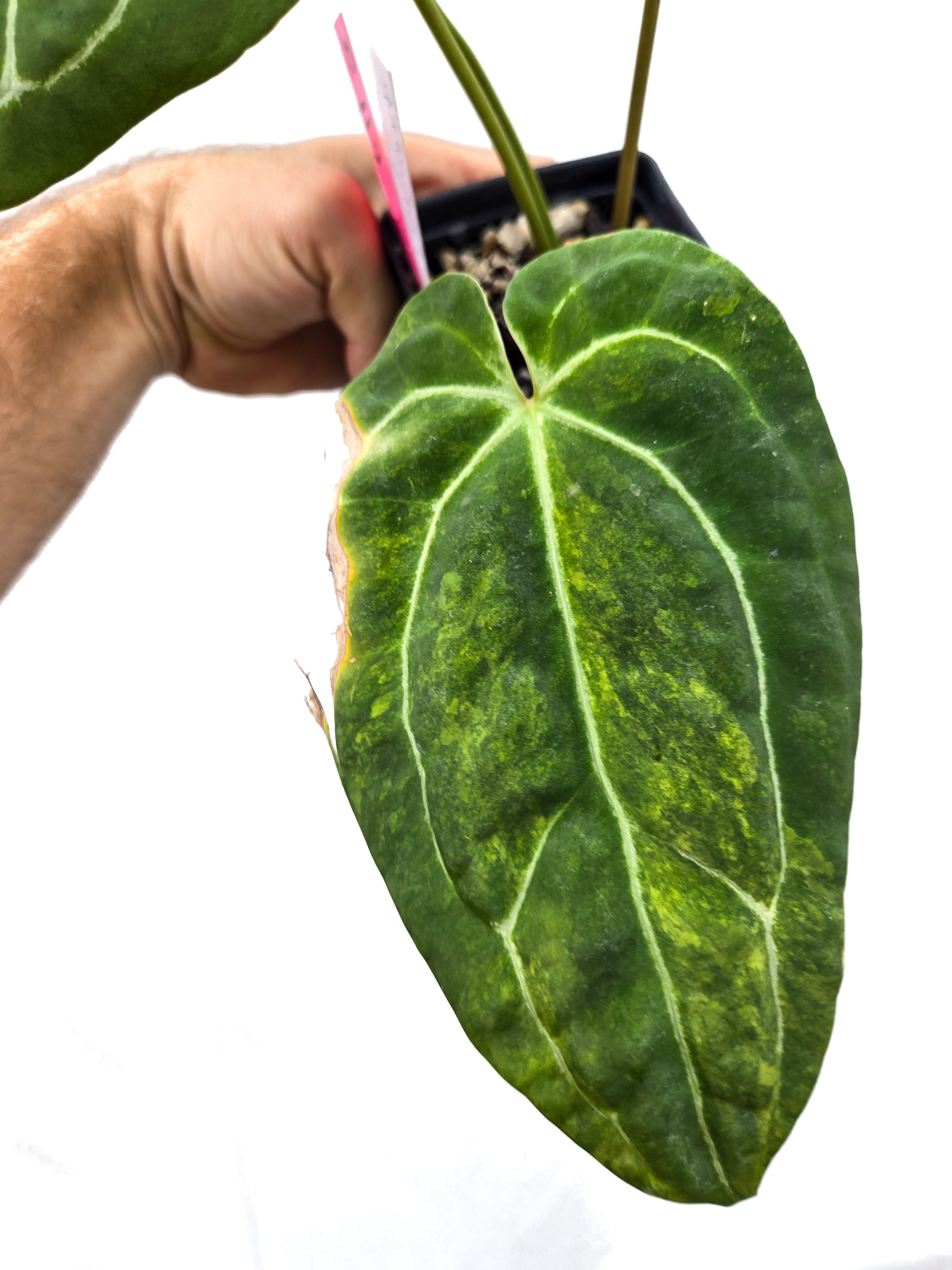 Anthurium  'Variegated Goldenchild F2' (CS46)