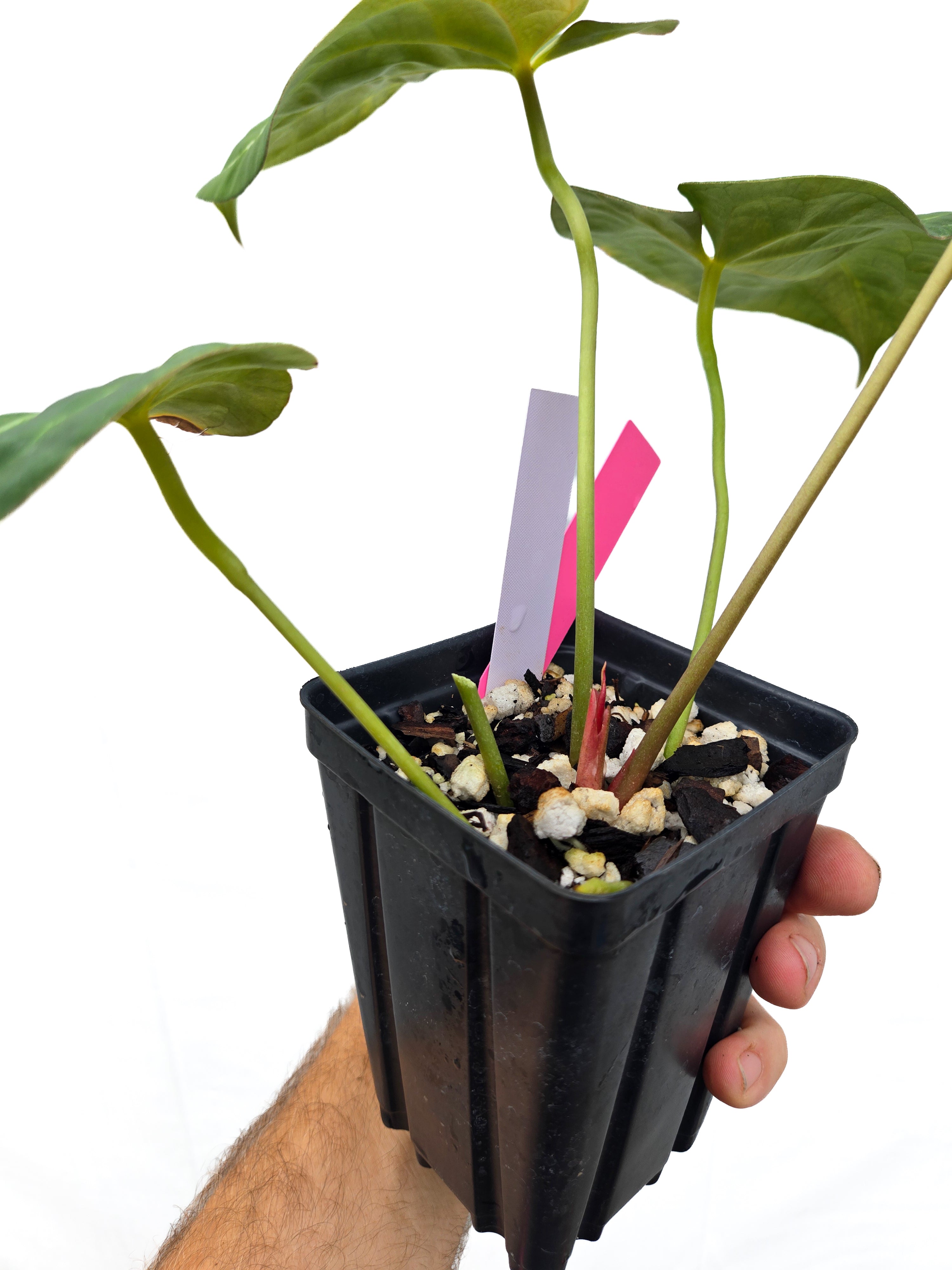 Anthurium  'Variegated Goldenchild F2' (CS46)