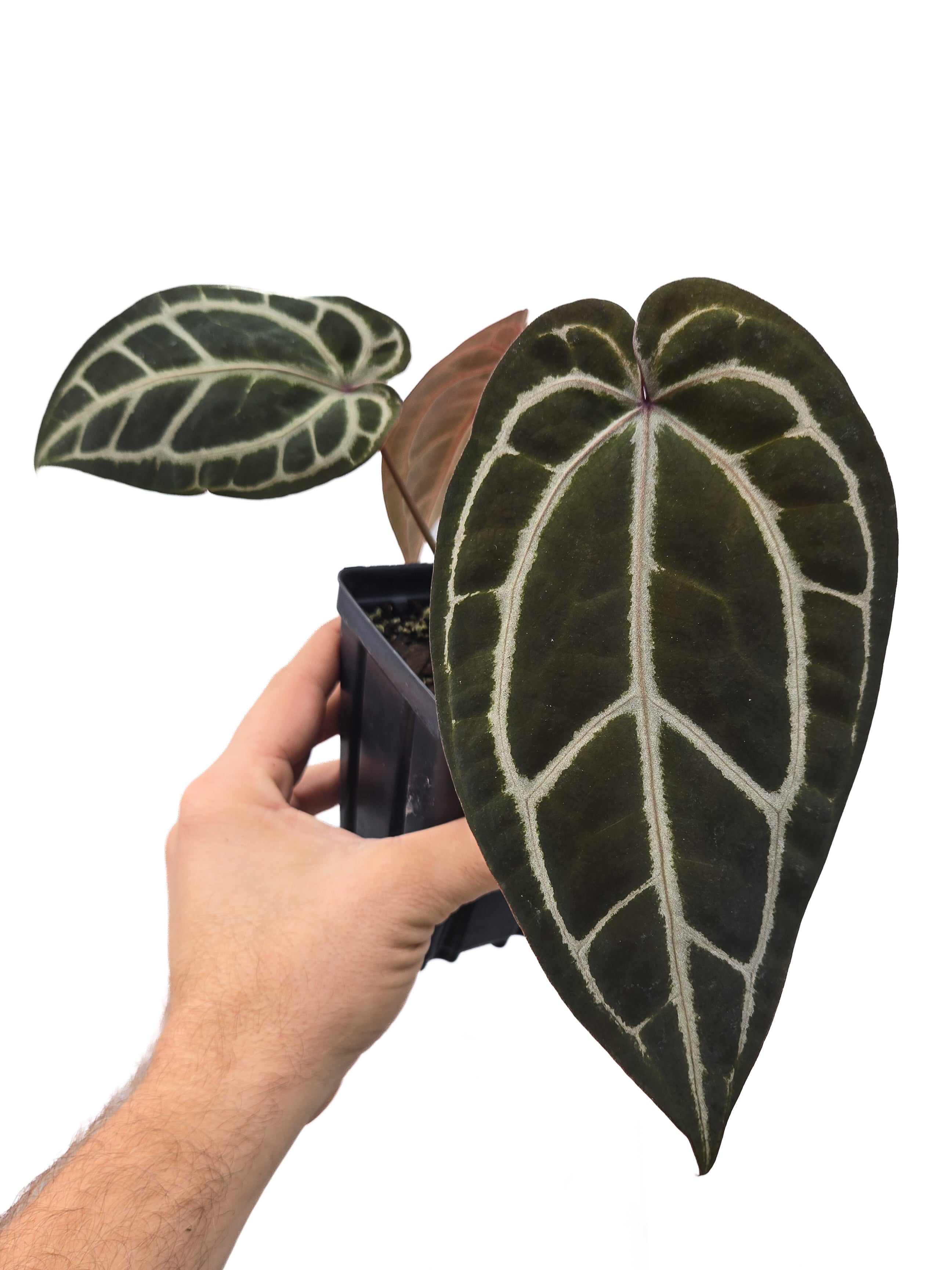 Anthurium 'Tim Anderson Crystal Mag' / ('Tim's Black' x 'Doc Block Purple F2') (CS47)