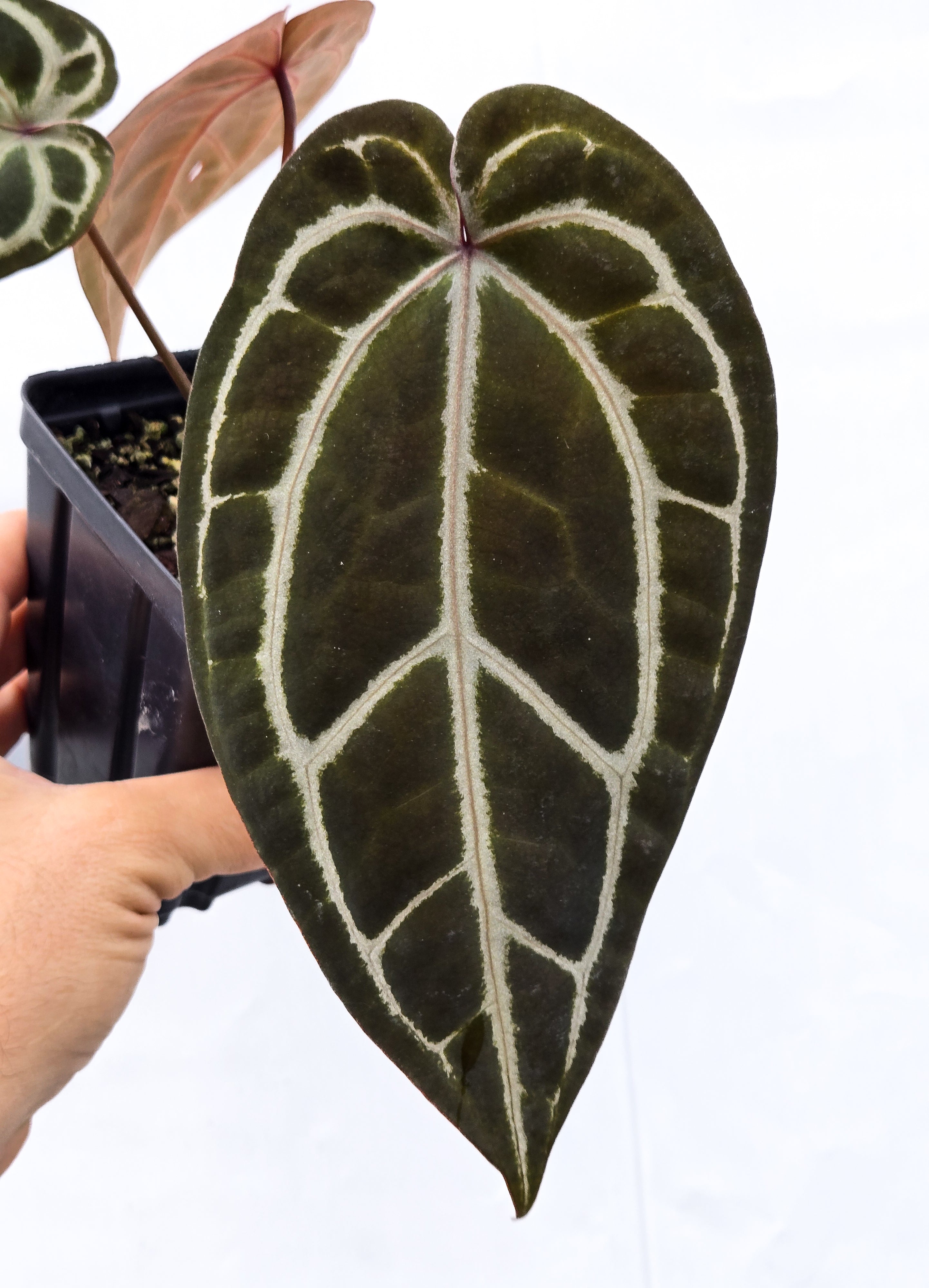 Anthurium 'Tim Anderson Crystal Mag' / ('Tim's Black' x 'Doc Block Purple F2') (CS47)