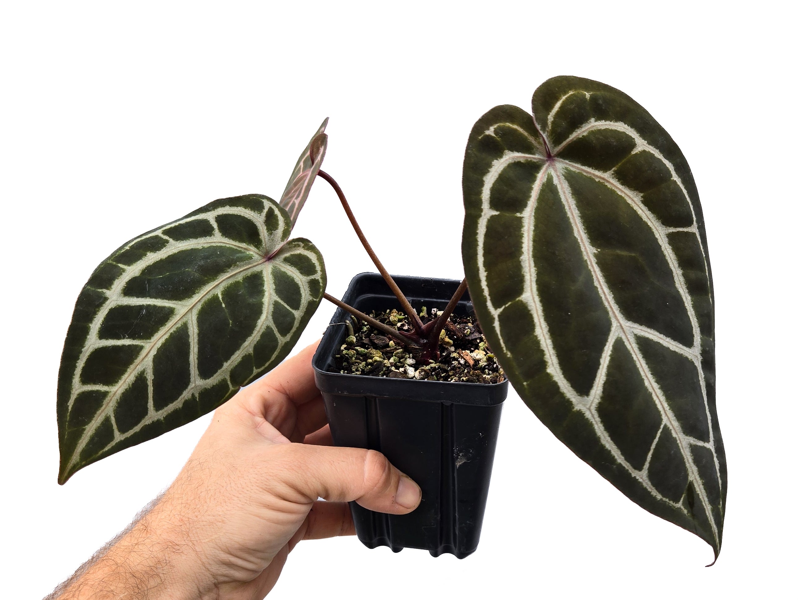 Anthurium 'Tim Anderson Crystal Mag' / ('Tim's Black' x 'Doc Block Purple F2') (CS47)