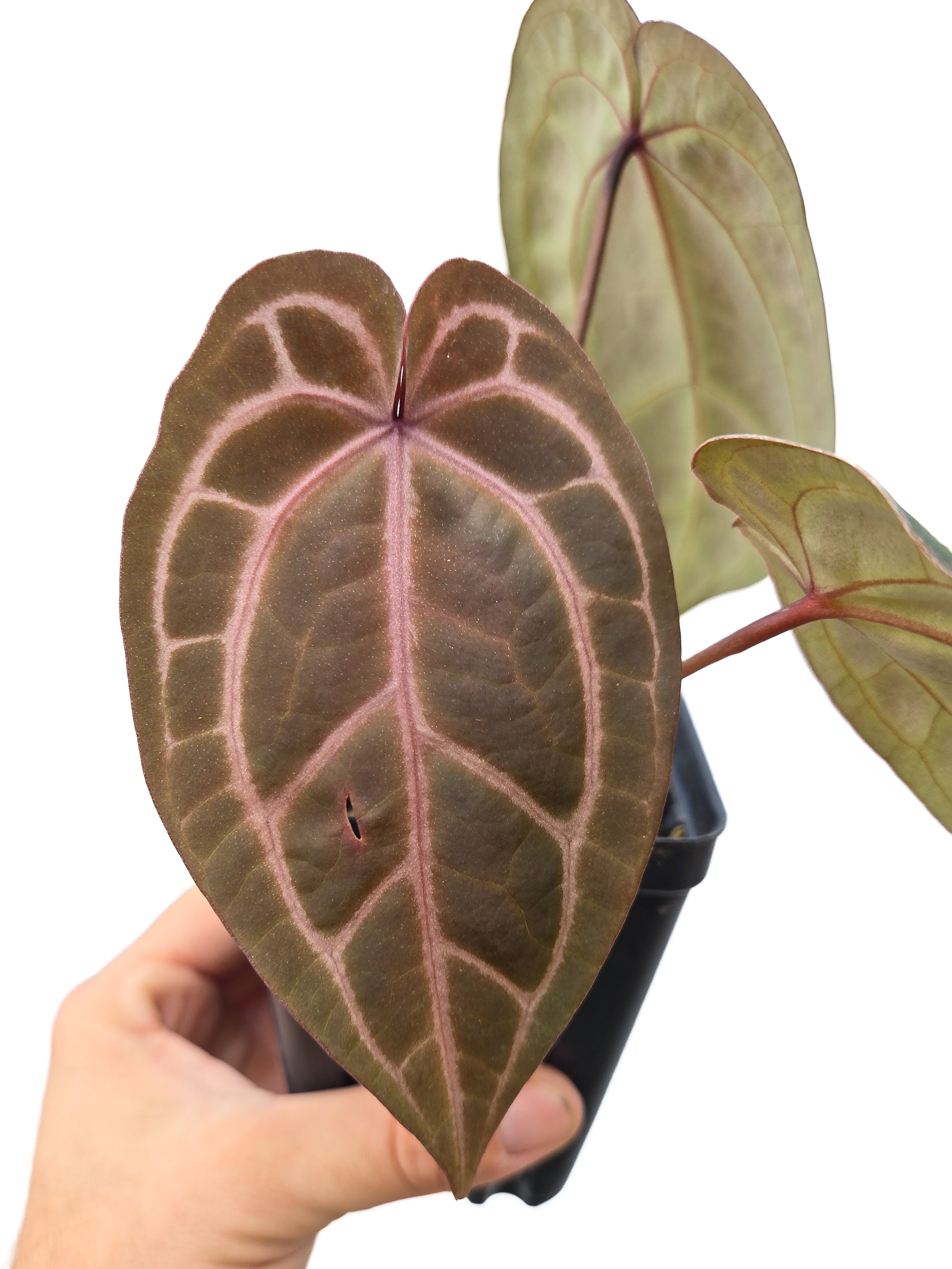 Anthurium 'Tim Anderson Crystal Mag' / ('Tim's Black' x 'Doc Block Purple F2') (CS47)