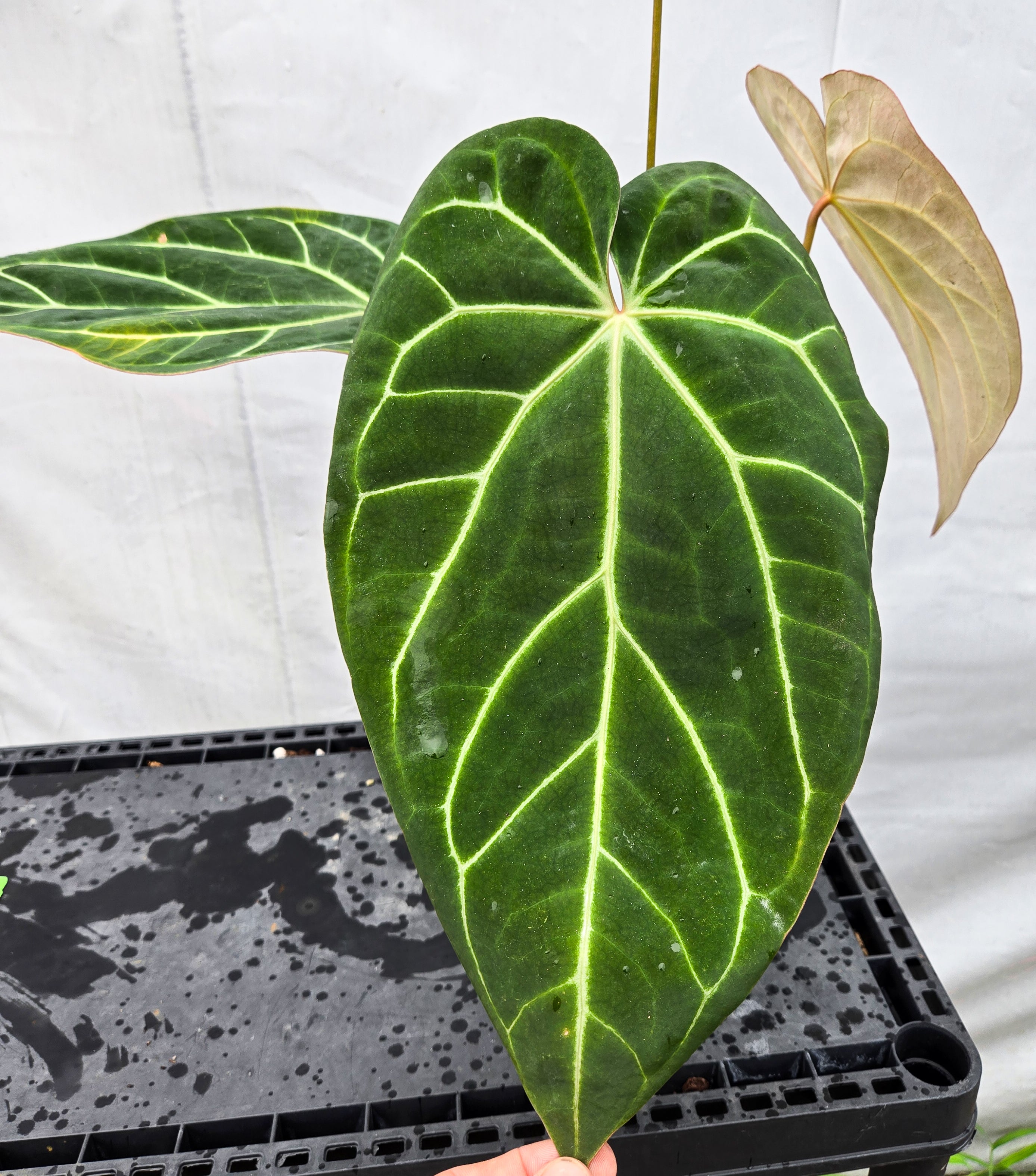 Anthurium 'Costa Rican Crystal' x ('TA Crystal Mag'/ 'Tims Black') (CS49)