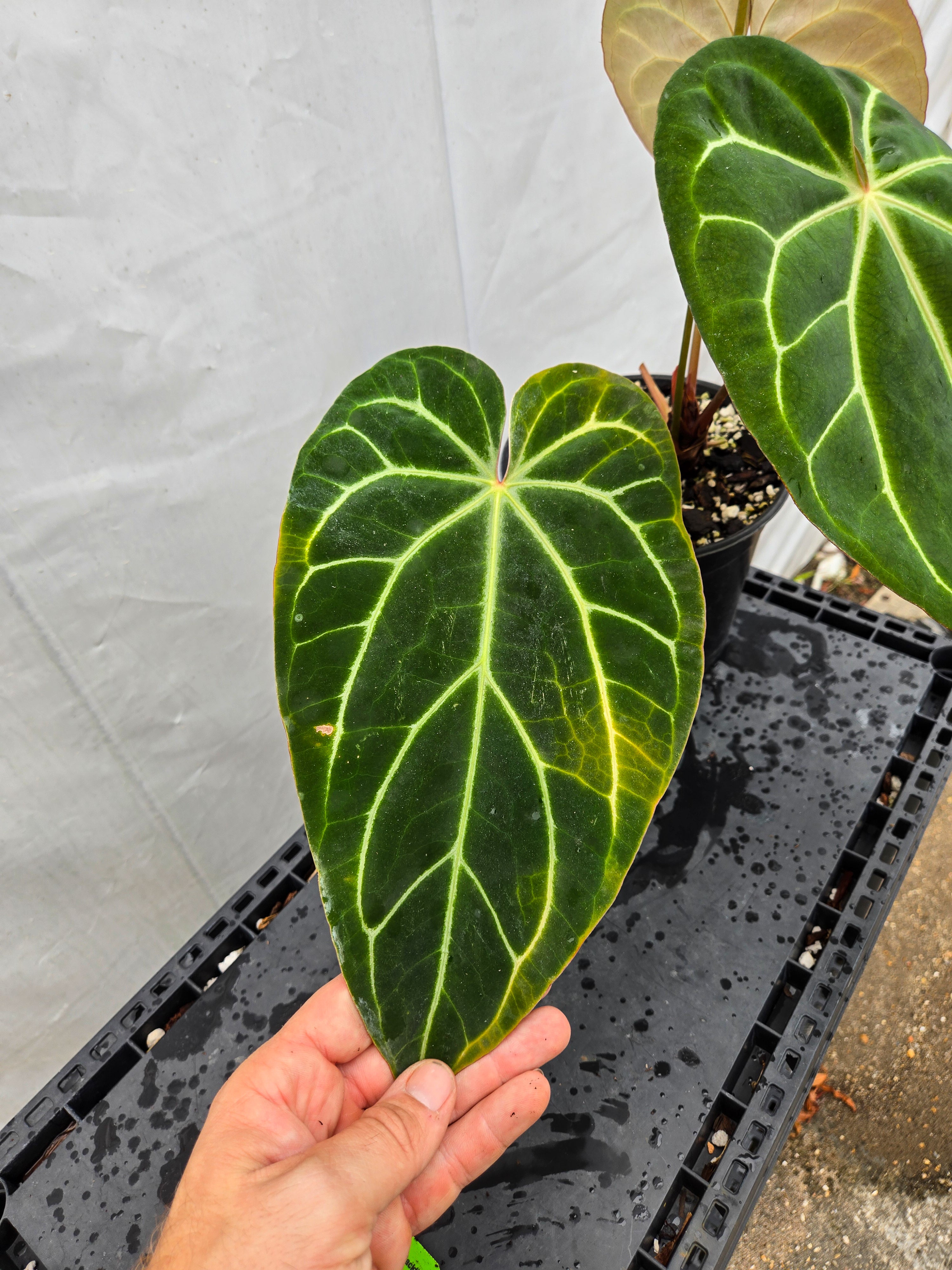 Anthurium 'Costa Rican Crystal' x ('TA Crystal Mag'/ 'Tims Black') (CS49)