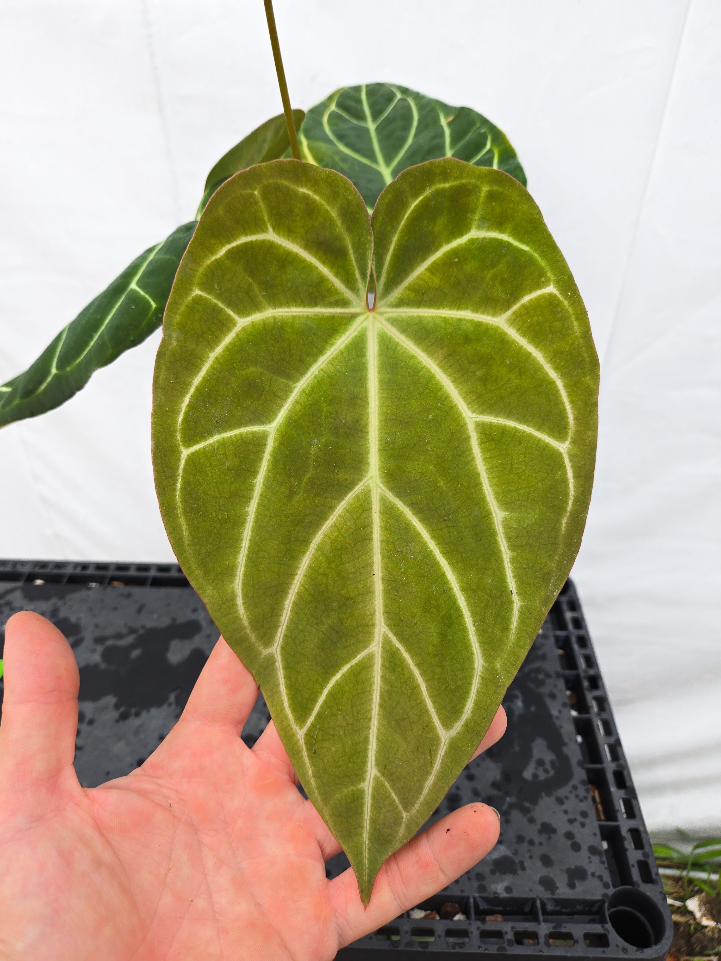Anthurium 'Costa Rican Crystal' x ('TA Crystal Mag'/ 'Tims Black') (CS49)