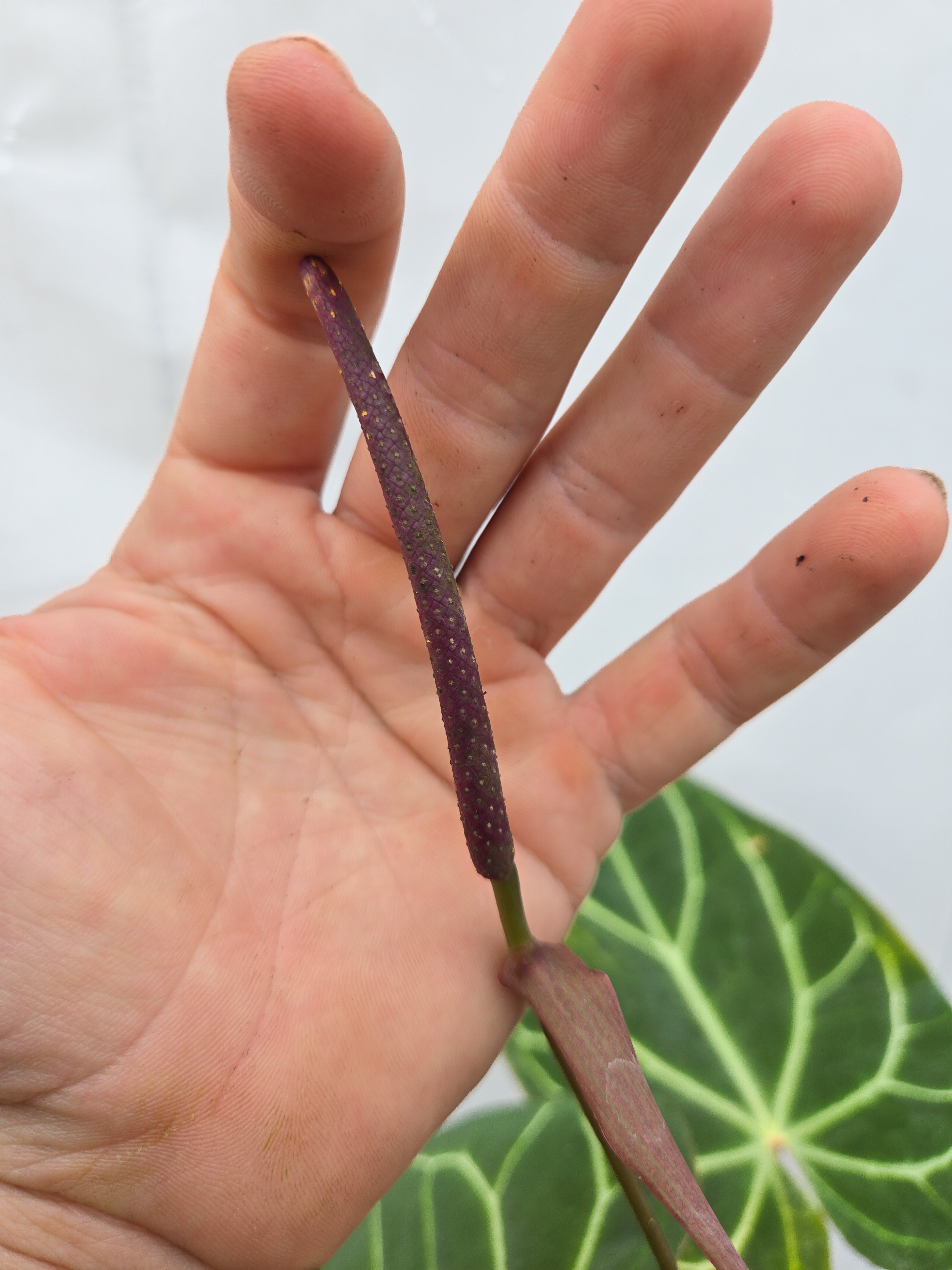 Anthurium 'Costa Rican Crystal' x ('TA Crystal Mag'/ 'Tims Black') (CS49)
