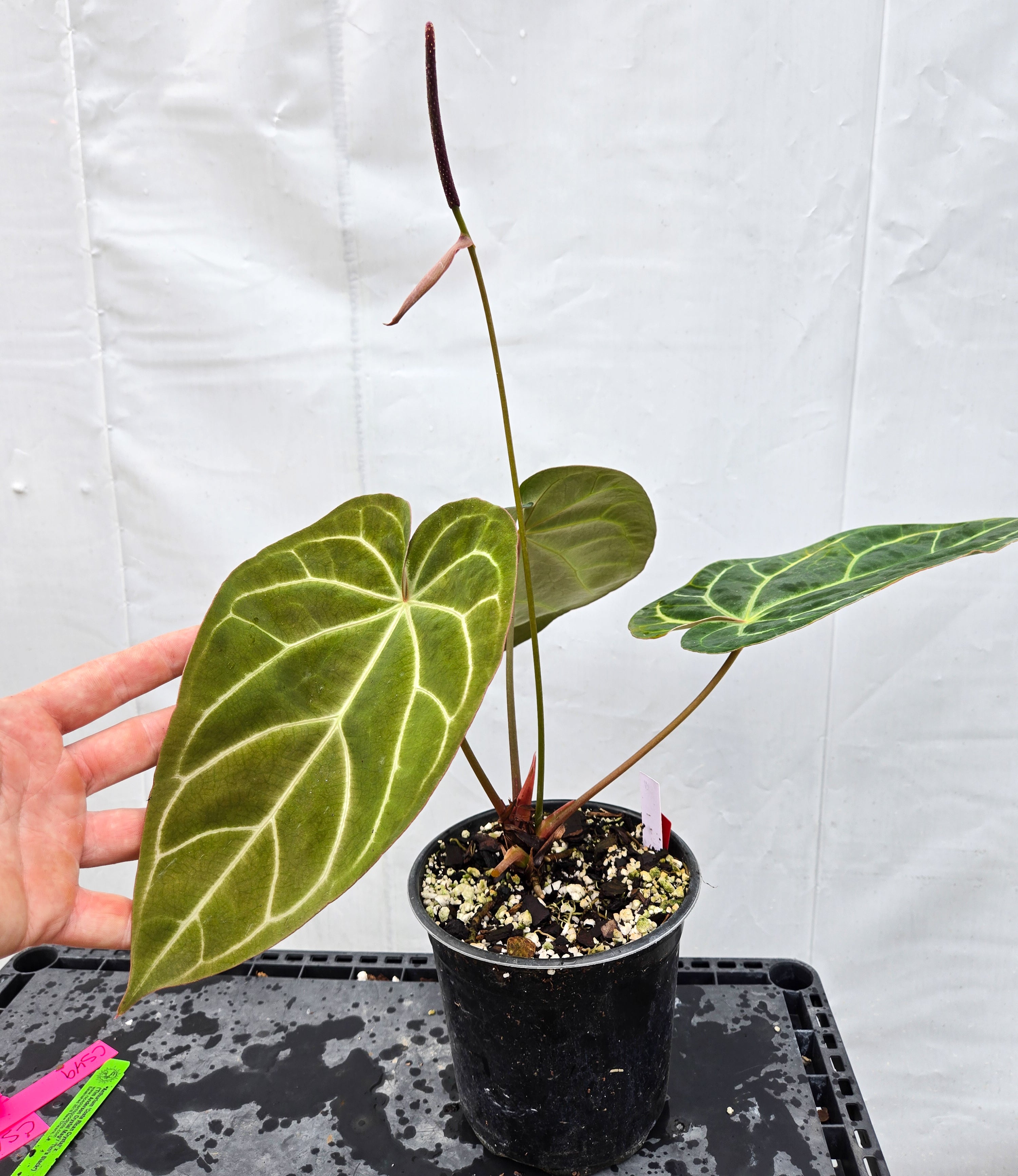 Anthurium 'Costa Rican Crystal' x ('TA Crystal Mag'/ 'Tims Black') (CS49)