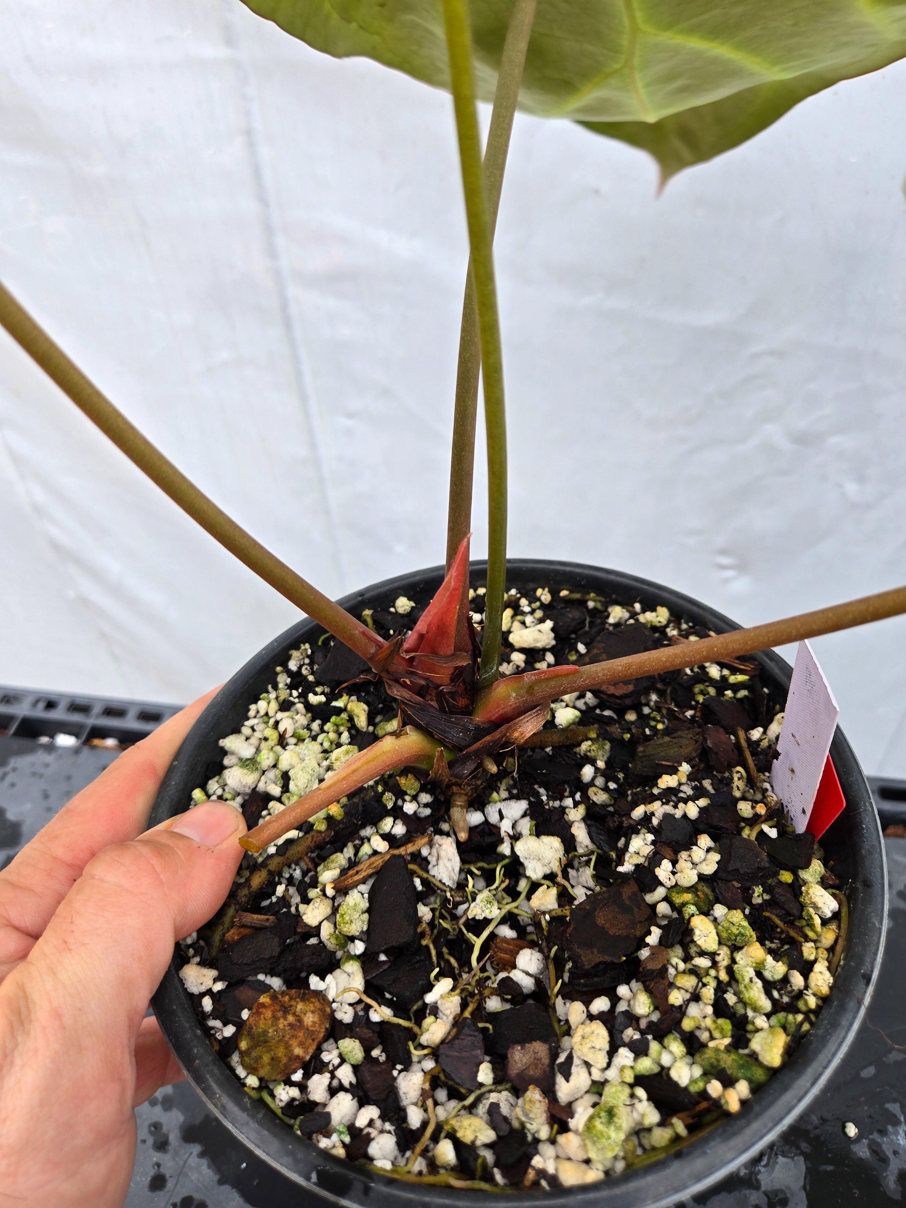 Anthurium 'Costa Rican Crystal' x ('TA Crystal Mag'/ 'Tims Black') (CS49)