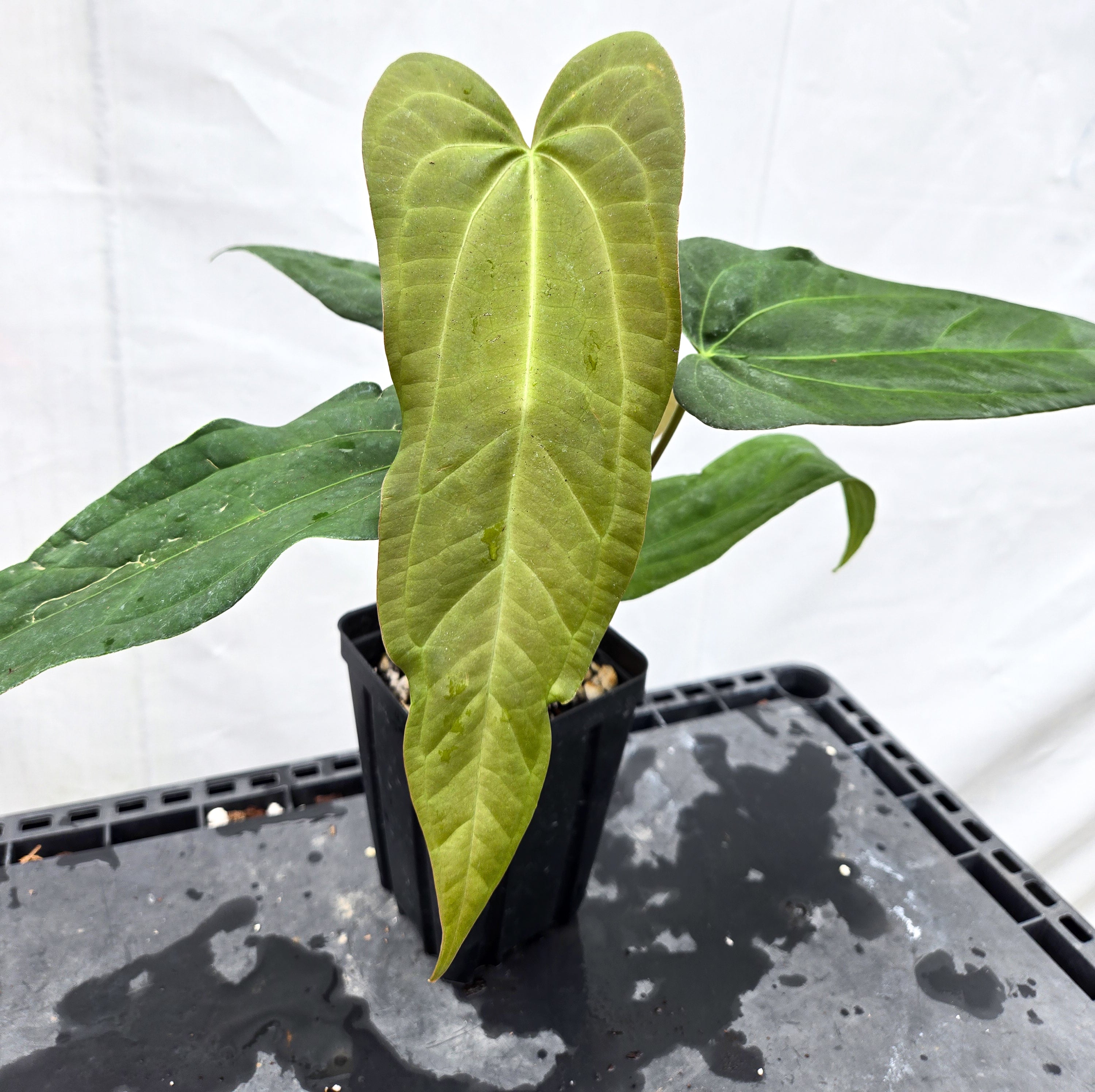 Anthurium 'Anaconda' x 'Dark & Stormy' (CS50)