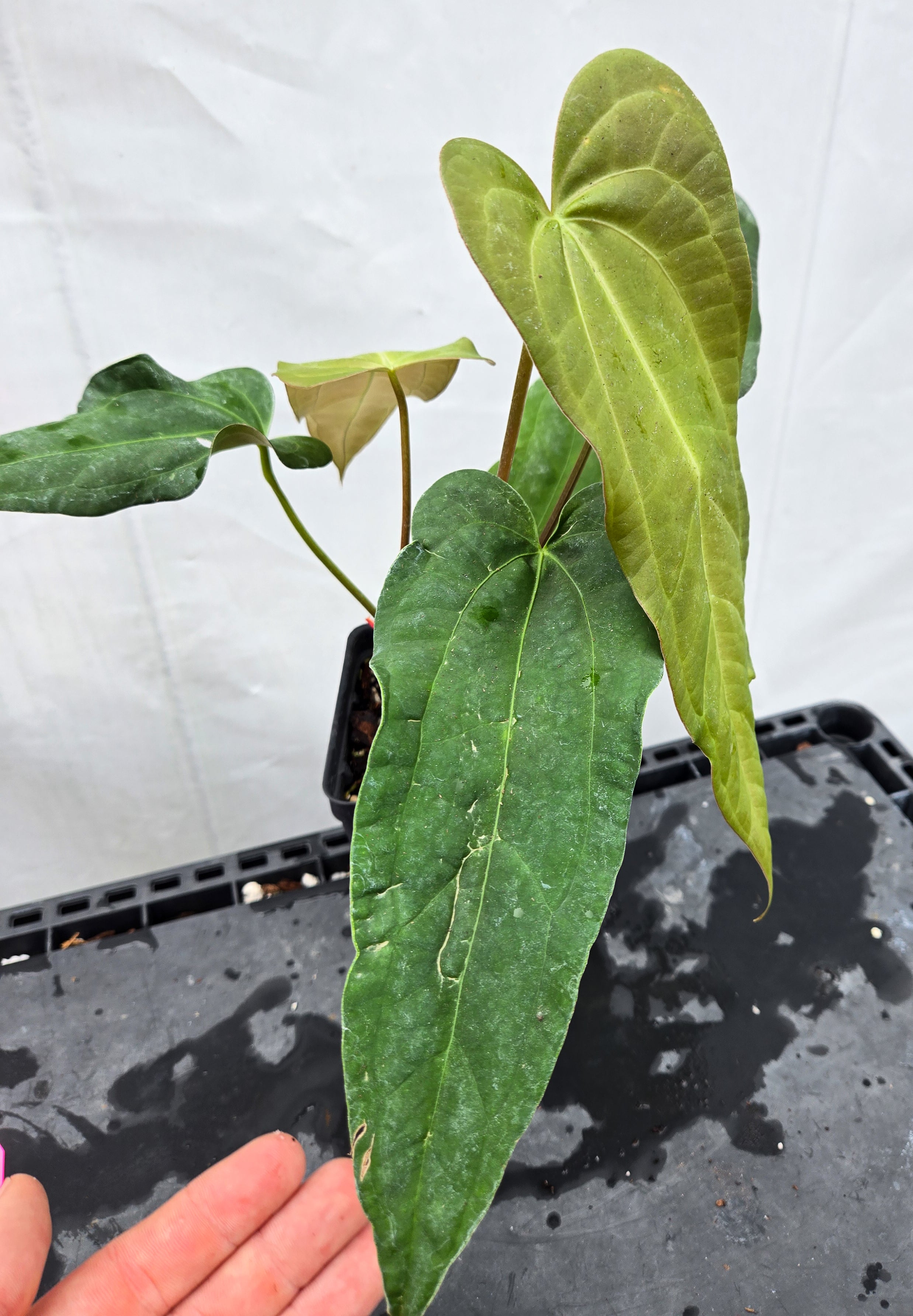 Anthurium 'Anaconda' x 'Dark & Stormy' (CS50)