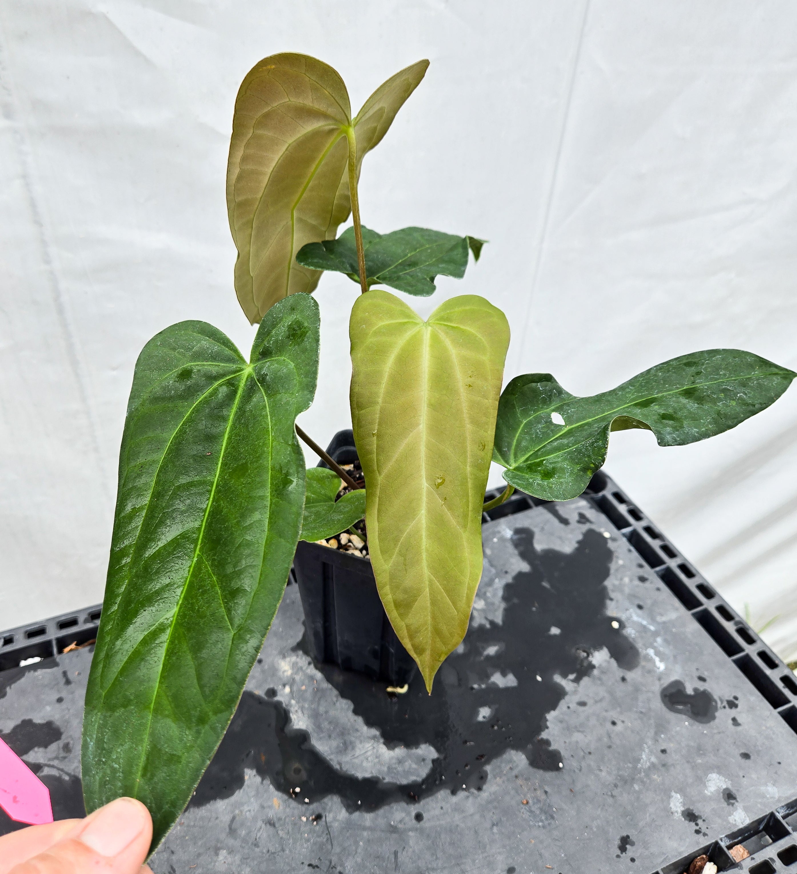Anthurium 'Anaconda' x 'Dark & Stormy' (CS50)