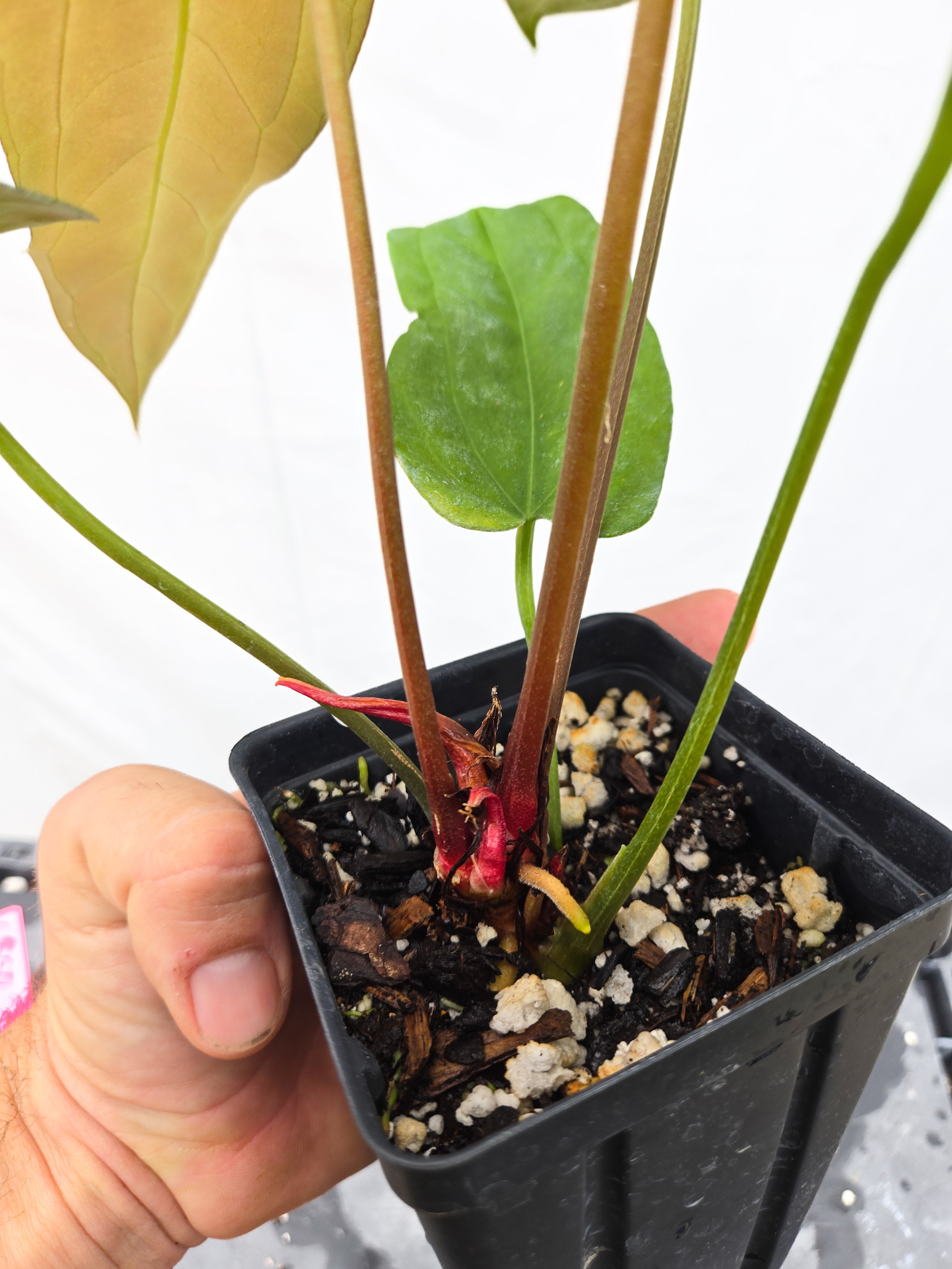 Anthurium 'Anaconda' x 'Dark & Stormy' (CS50)