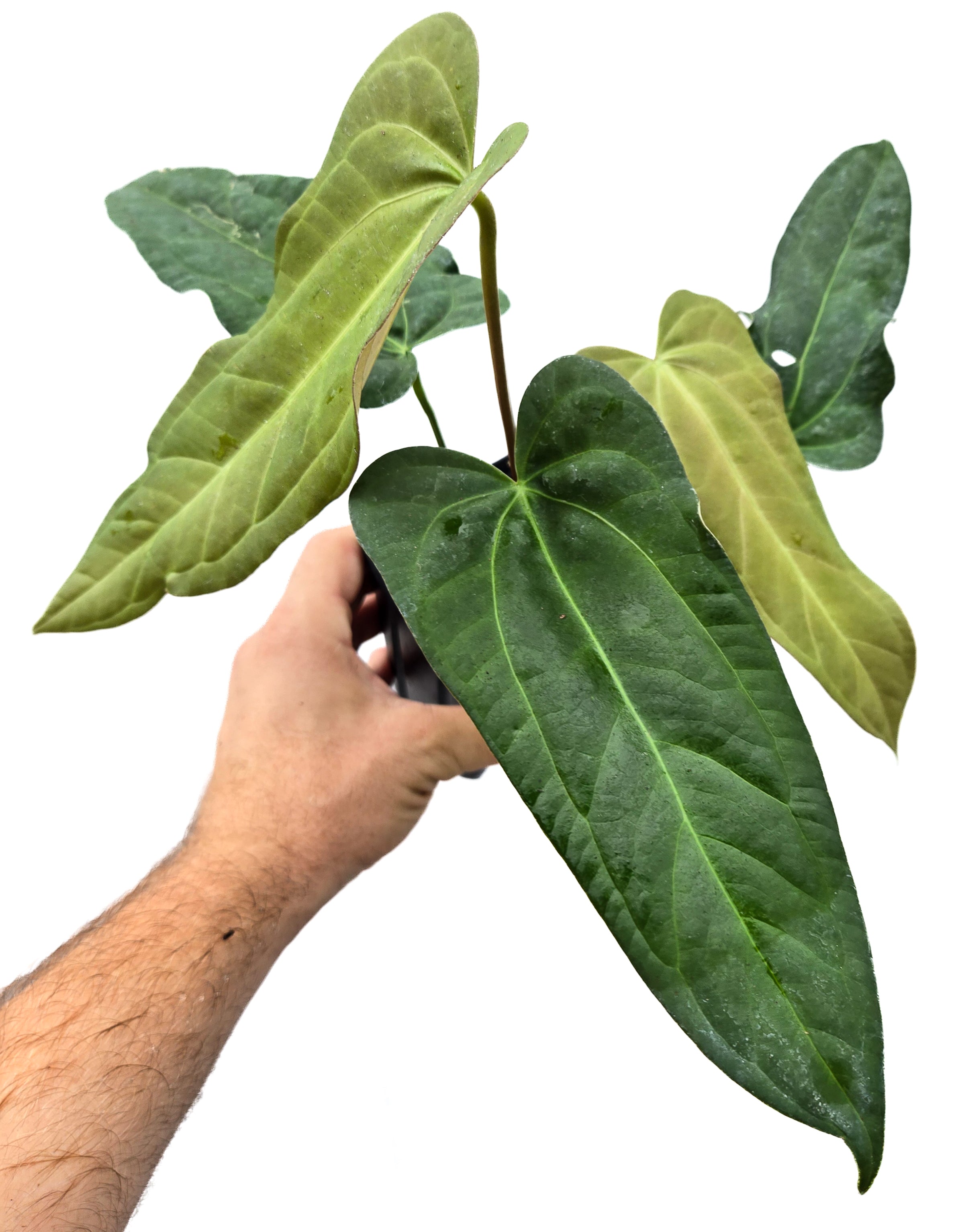 Anthurium 'Anaconda' x 'Dark & Stormy' (CS50)
