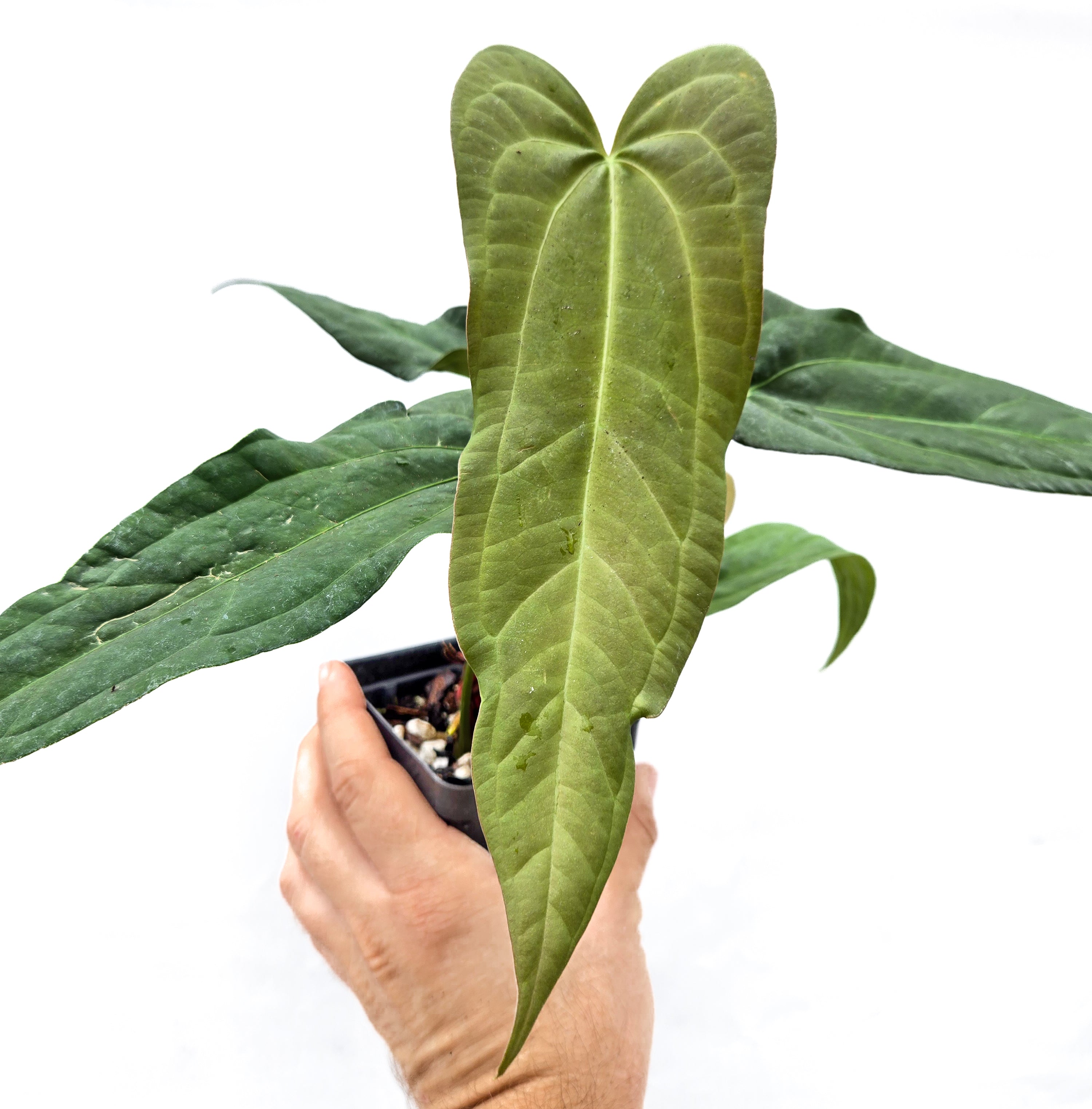 Anthurium 'Anaconda' x 'Dark & Stormy' (CS50)