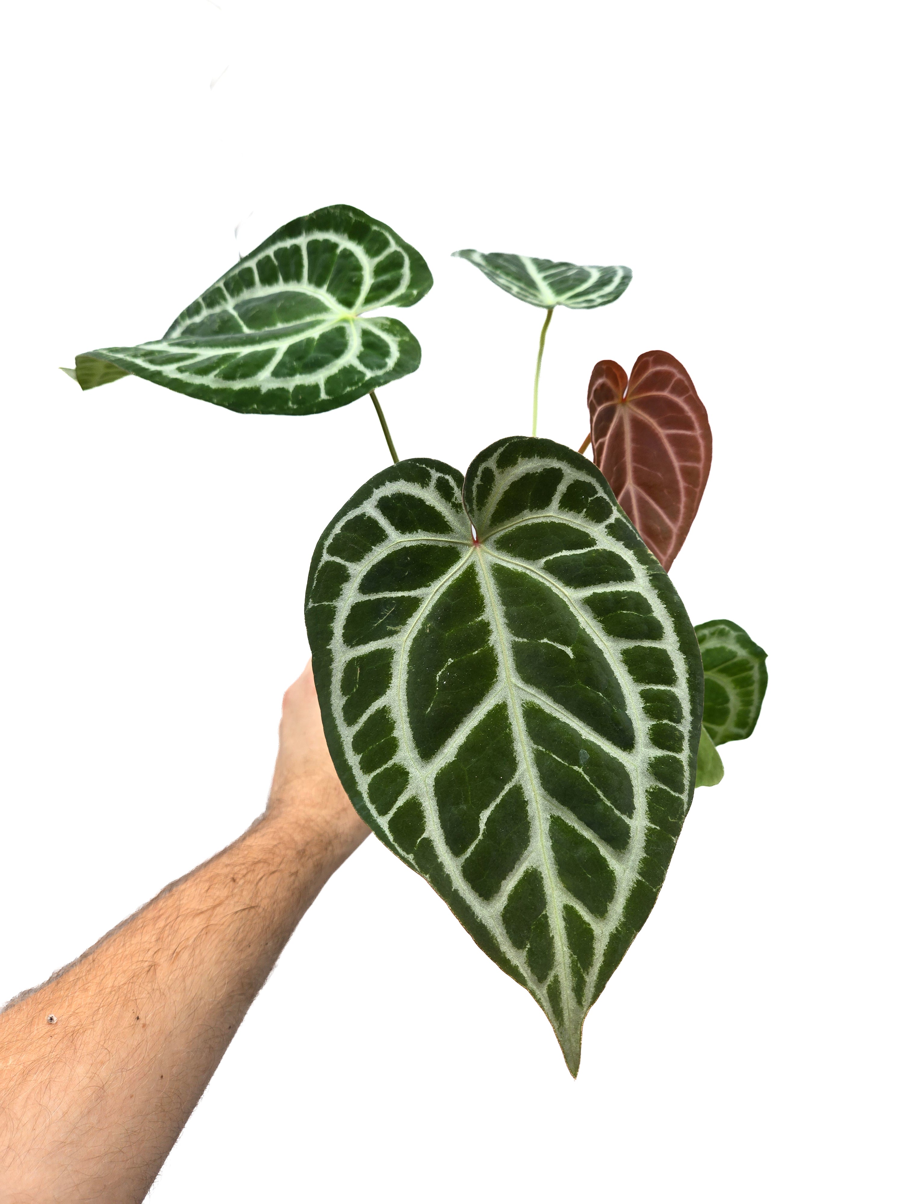 Anthurium 'Swampmannii Long' x 'SKG Grey' (CS53)