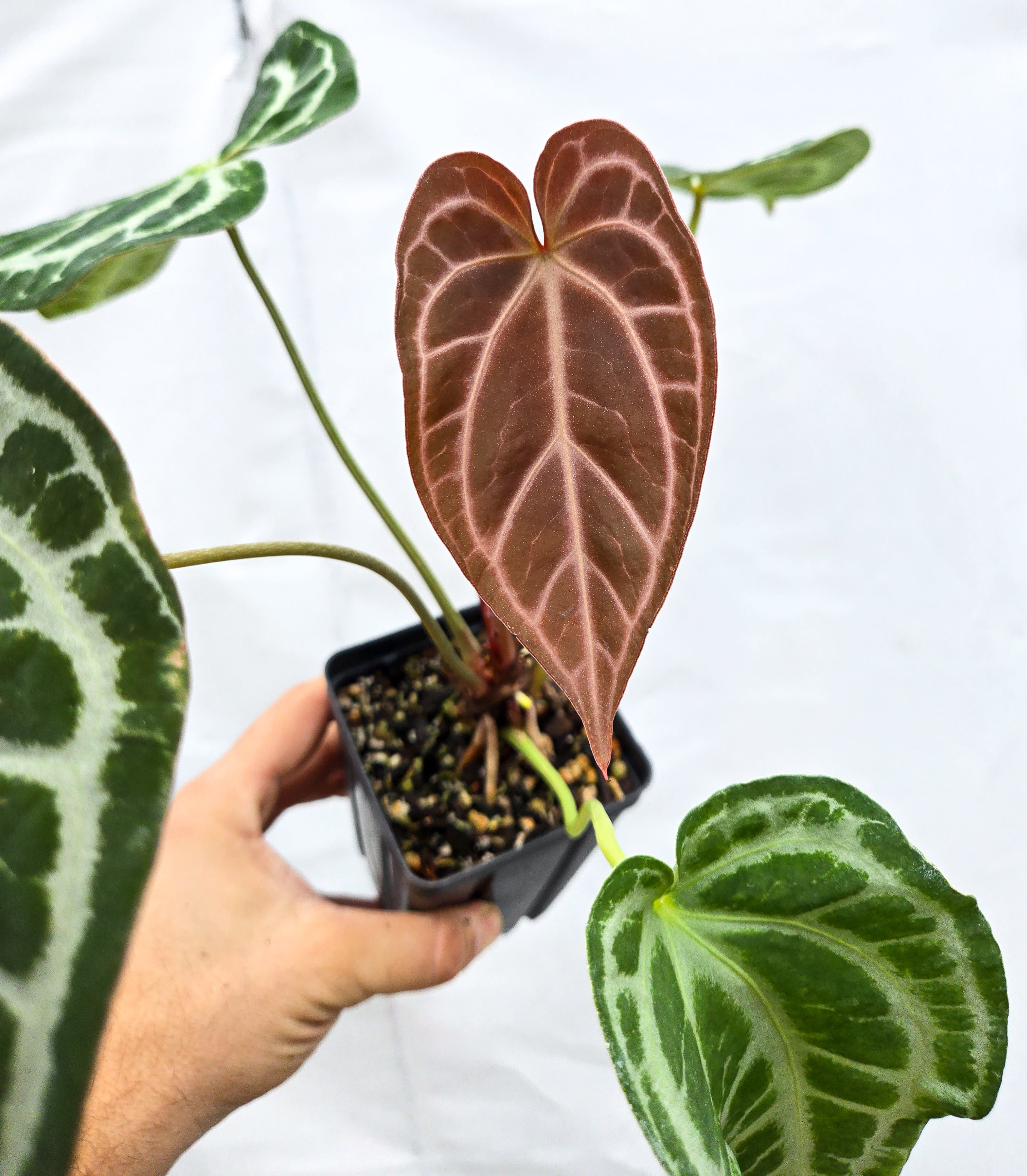 Anthurium 'Swampmannii Long' x 'SKG Grey' (CS53)