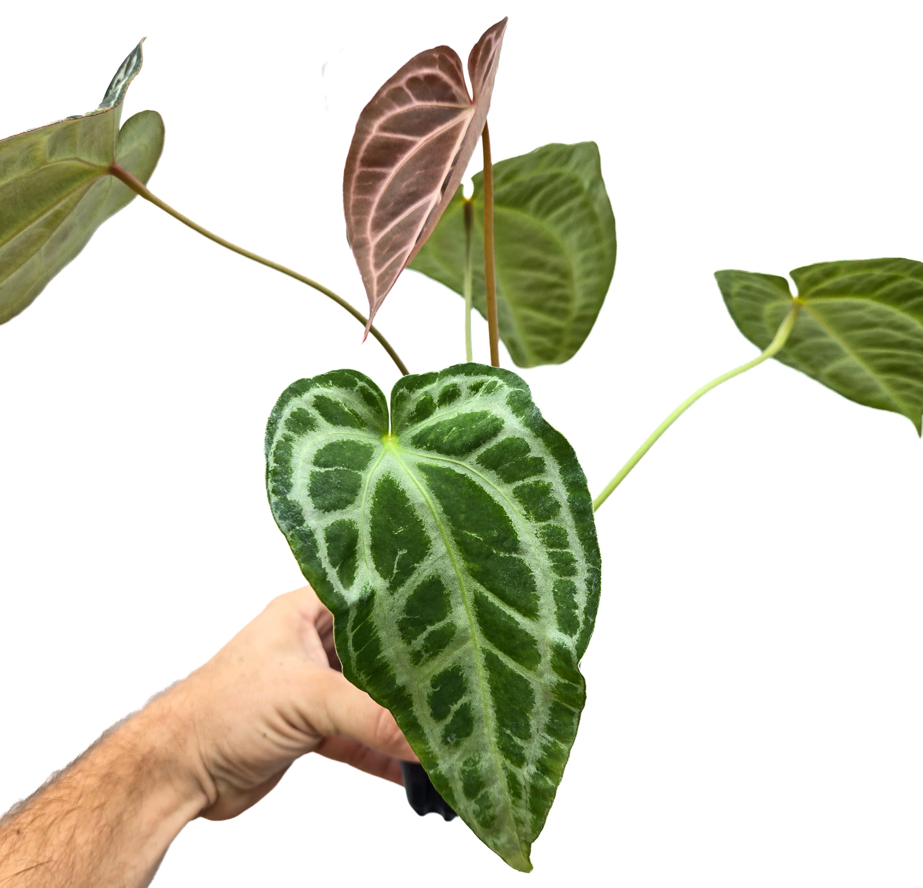 Anthurium 'Swampmannii Long' x 'SKG Grey' (CS53)
