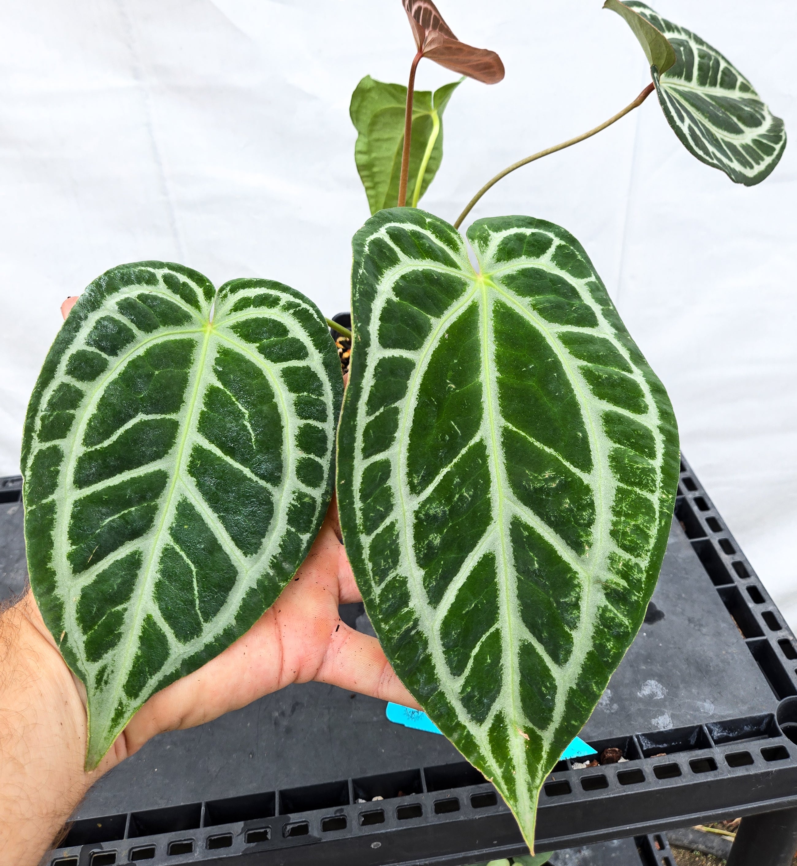 Anthurium 'Swampmannii Long' x 'SKG Grey' (CS53)