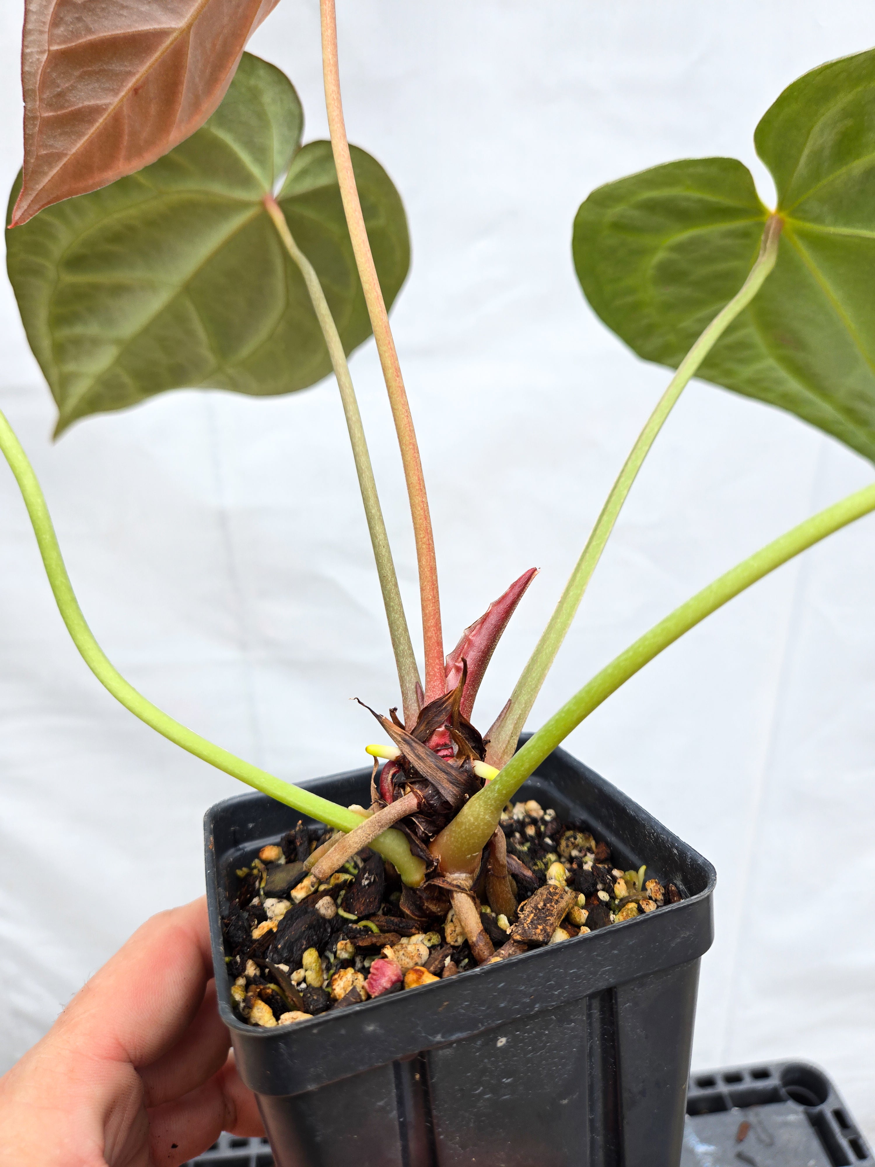 Anthurium 'Swampmannii Long' x 'SKG Grey' (CS53)