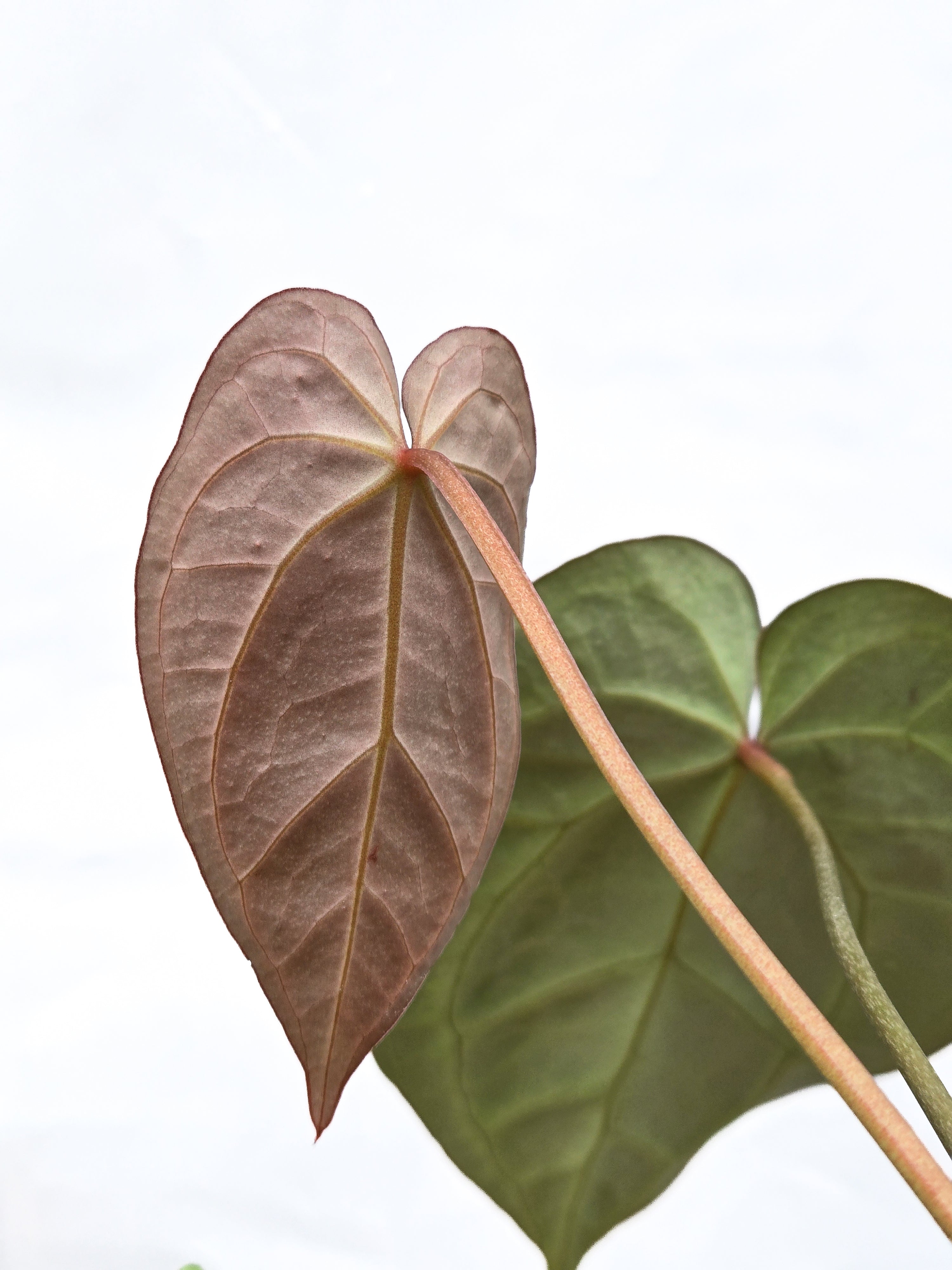 Anthurium 'Swampmannii Long' x 'SKG Grey' (CS53)