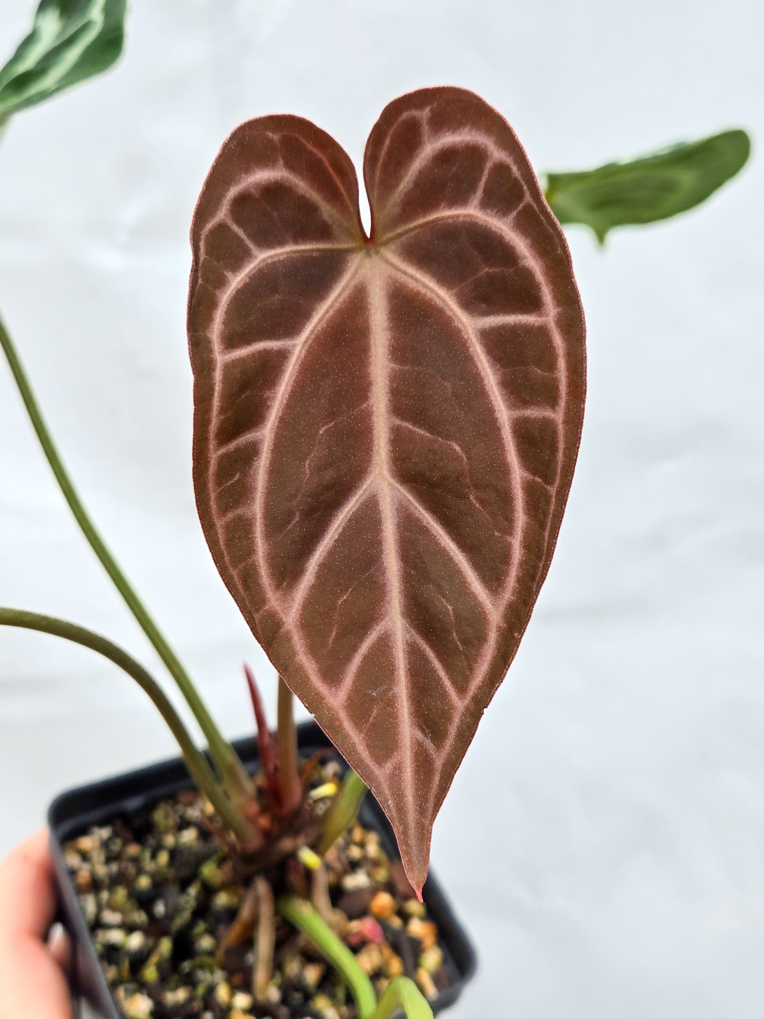 Anthurium 'Swampmannii Long' x 'SKG Grey' (CS53)