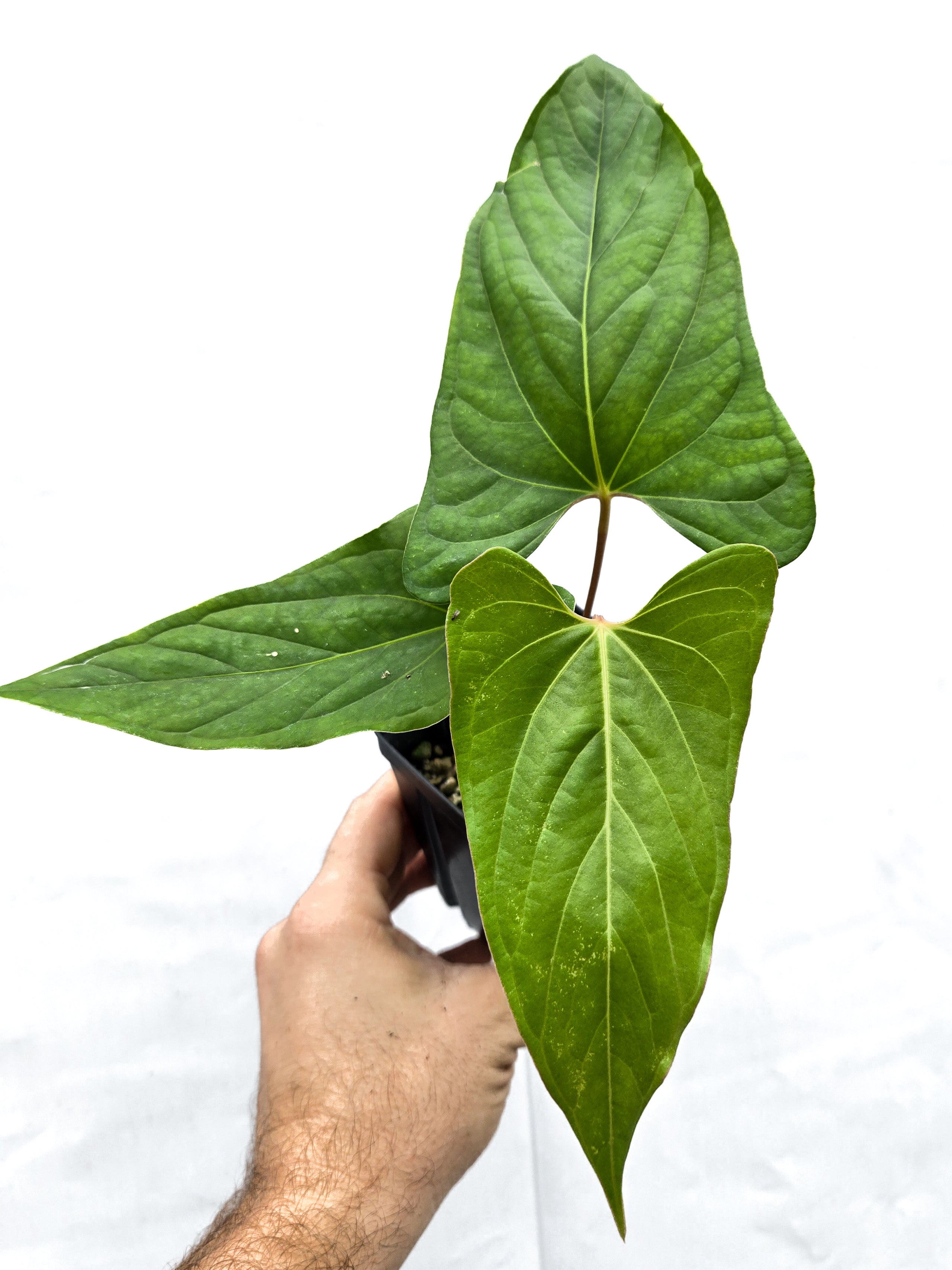 Anthurium  'Ochranthum Big O' x 'Ochranthum Bullate' (CS54)