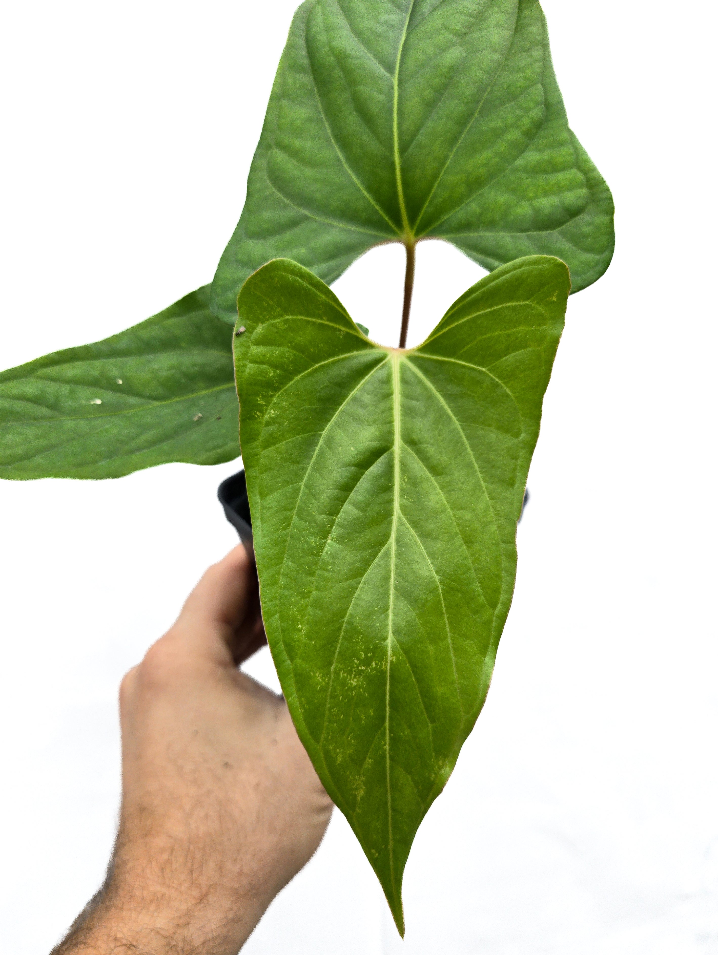 Anthurium  'Ochranthum Big O' x 'Ochranthum Bullate' (CS54)