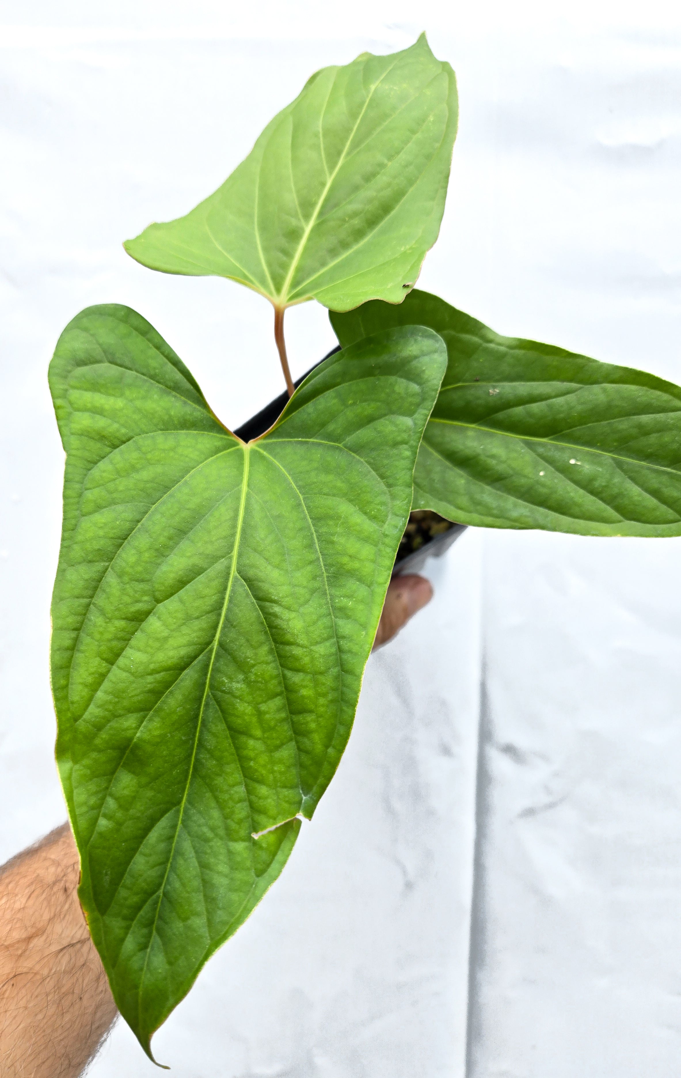 Anthurium  'Ochranthum Big O' x 'Ochranthum Bullate' (CS54)