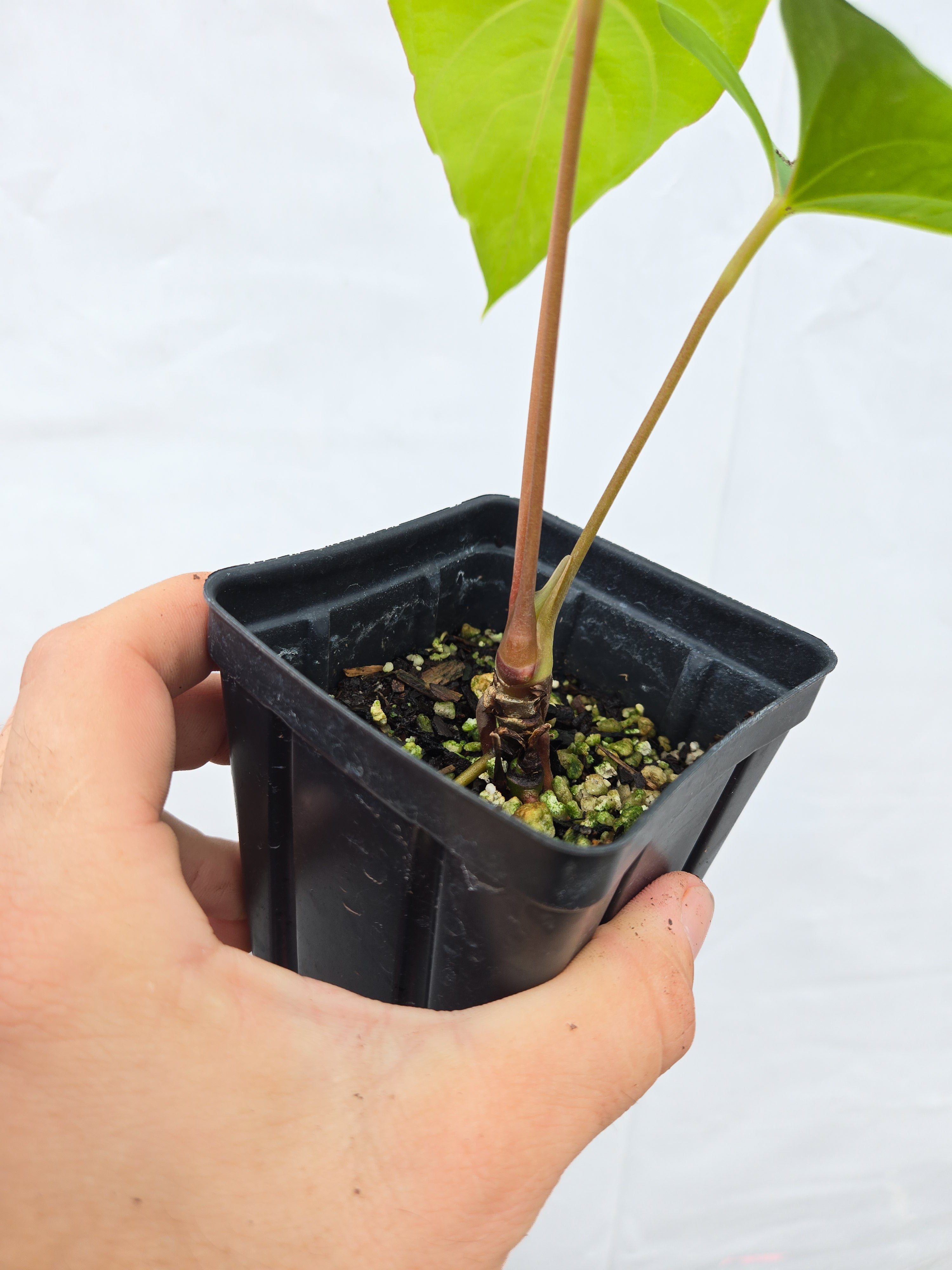 Anthurium  'Ochranthum Big O' x 'Ochranthum Bullate' (CS54)