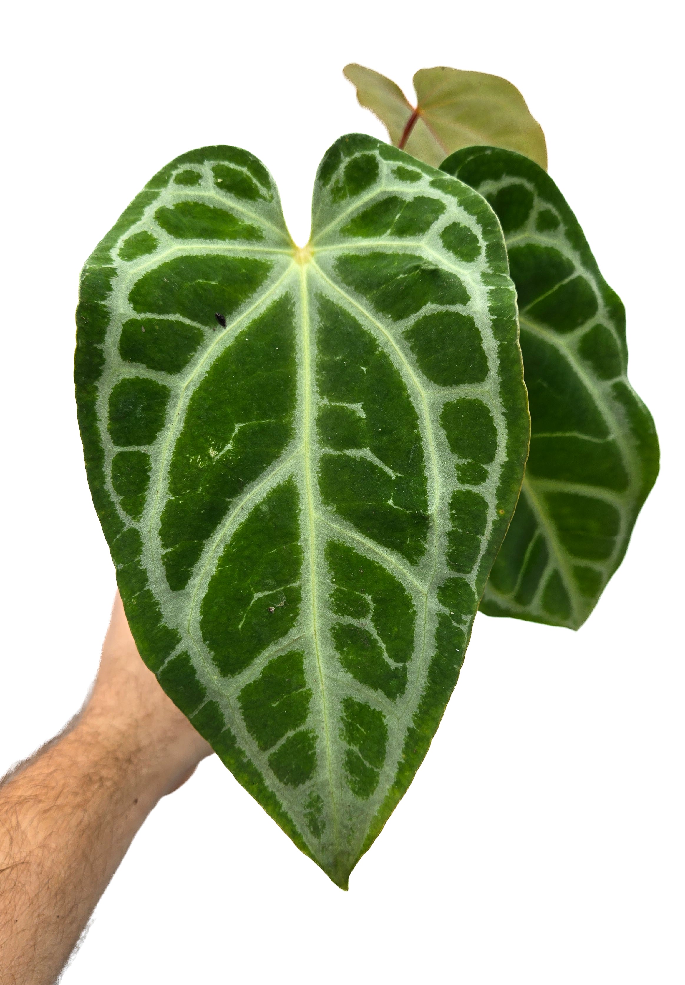 Anthurium 'Selby Silver' (CS55)