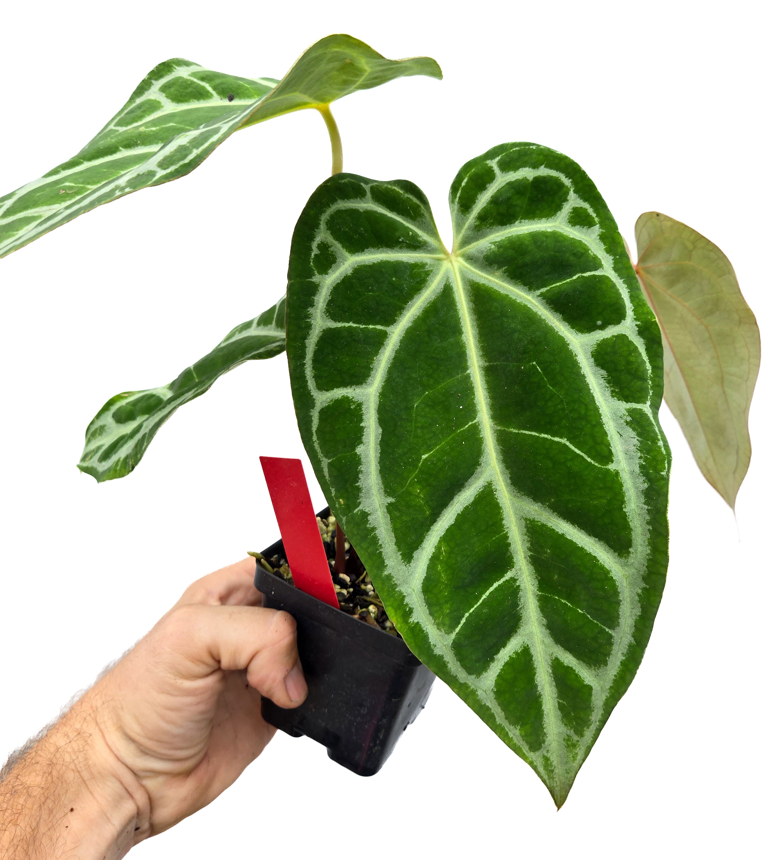 Anthurium 'Selby Silver' (CS55)