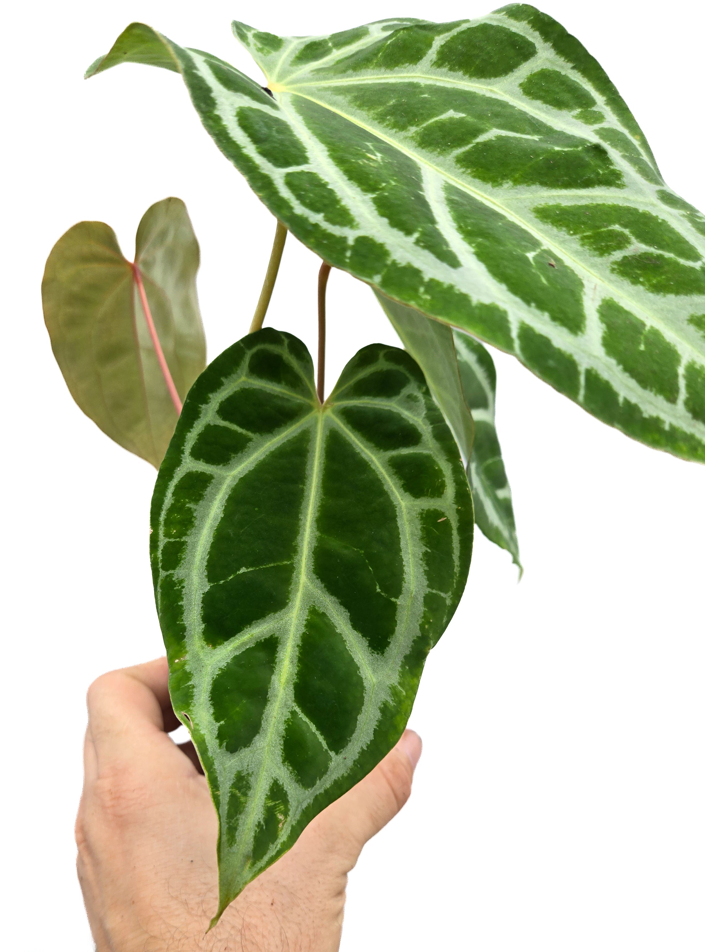 Anthurium 'Selby Silver' (CS55)